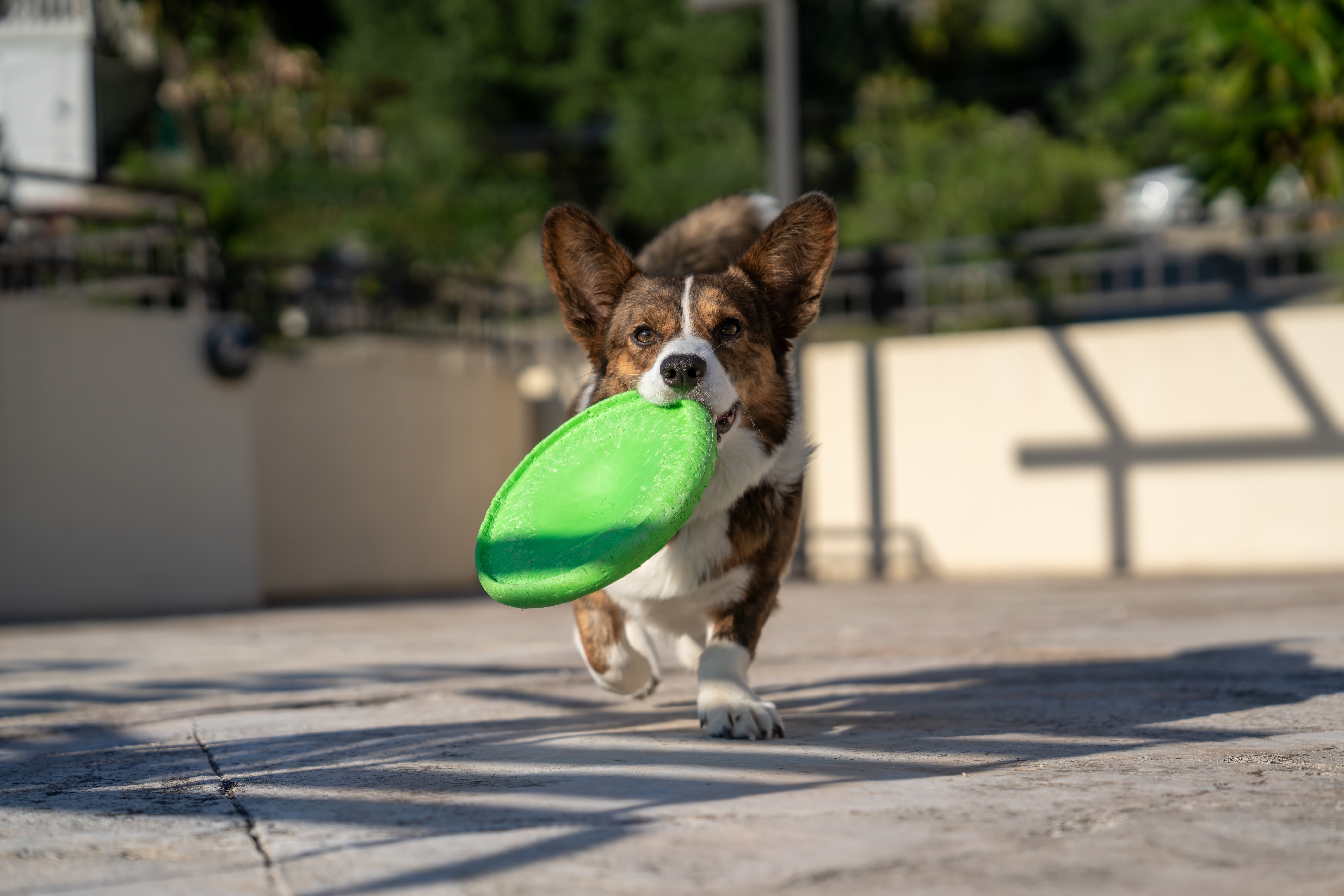 Cachorro da raça Welsh corgi cardigan anadando com um fresbee verde na boca em um pátio de concreto.
