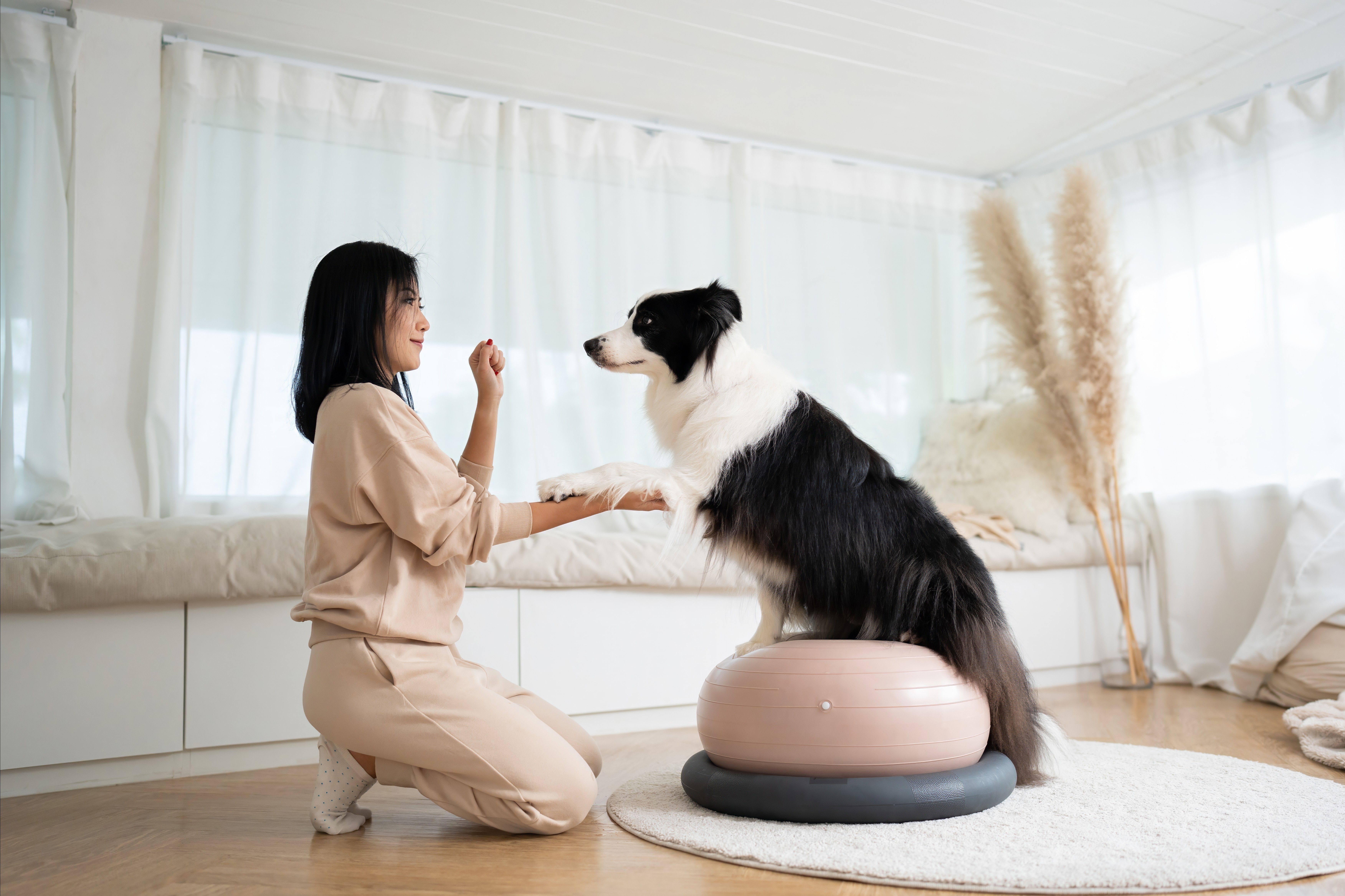 Mulher ajoelhada treinando um cachorro Border Collie de pelagem preta e branca em casa. O cão está sentado em um equipamento de equilíbrio redondo, enquanto observa o petisco na mão da treinadora.