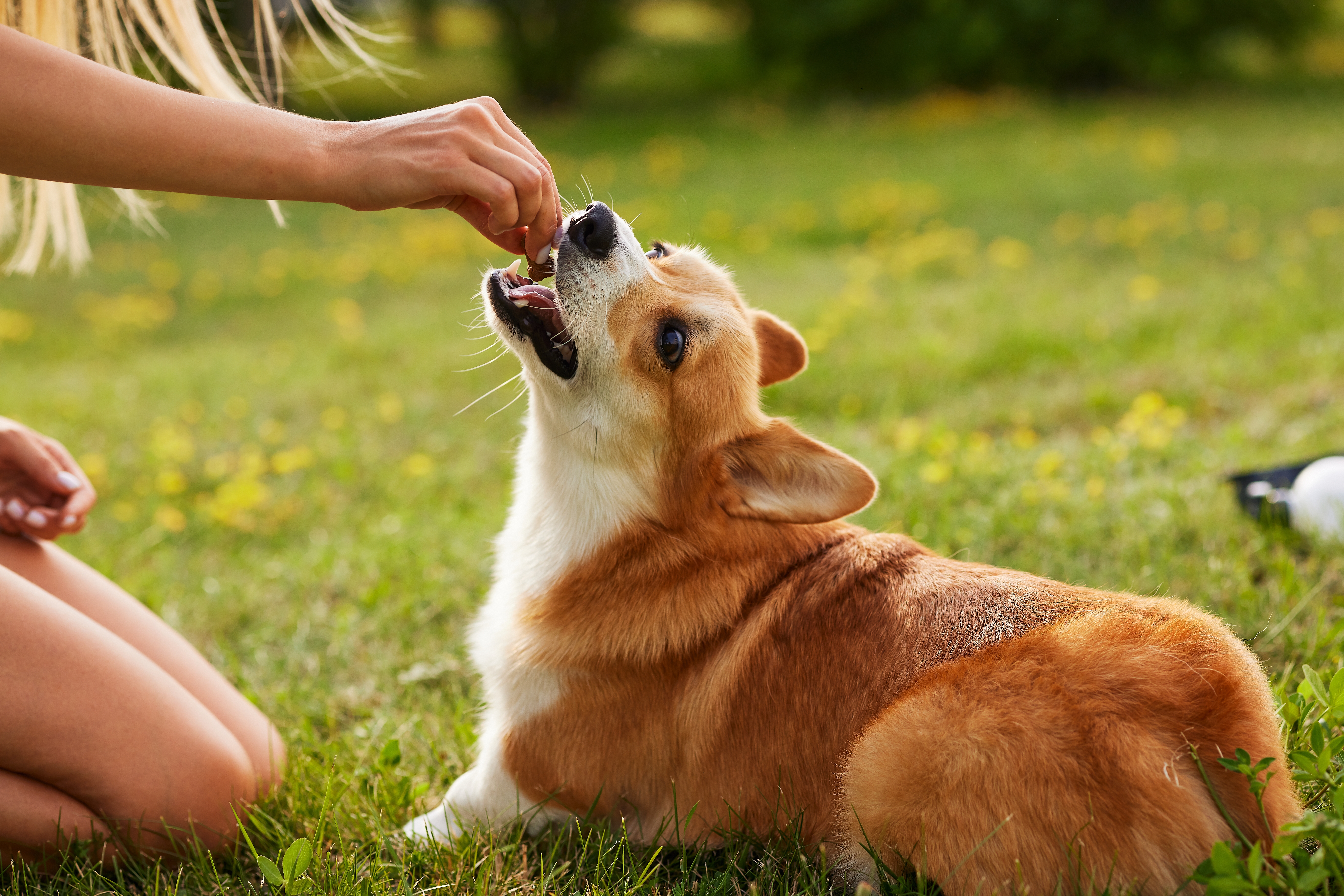 Pessoa ajoelhada dando um petisco para cachorro da raça Welsh corgi pembroke deitado na grama.