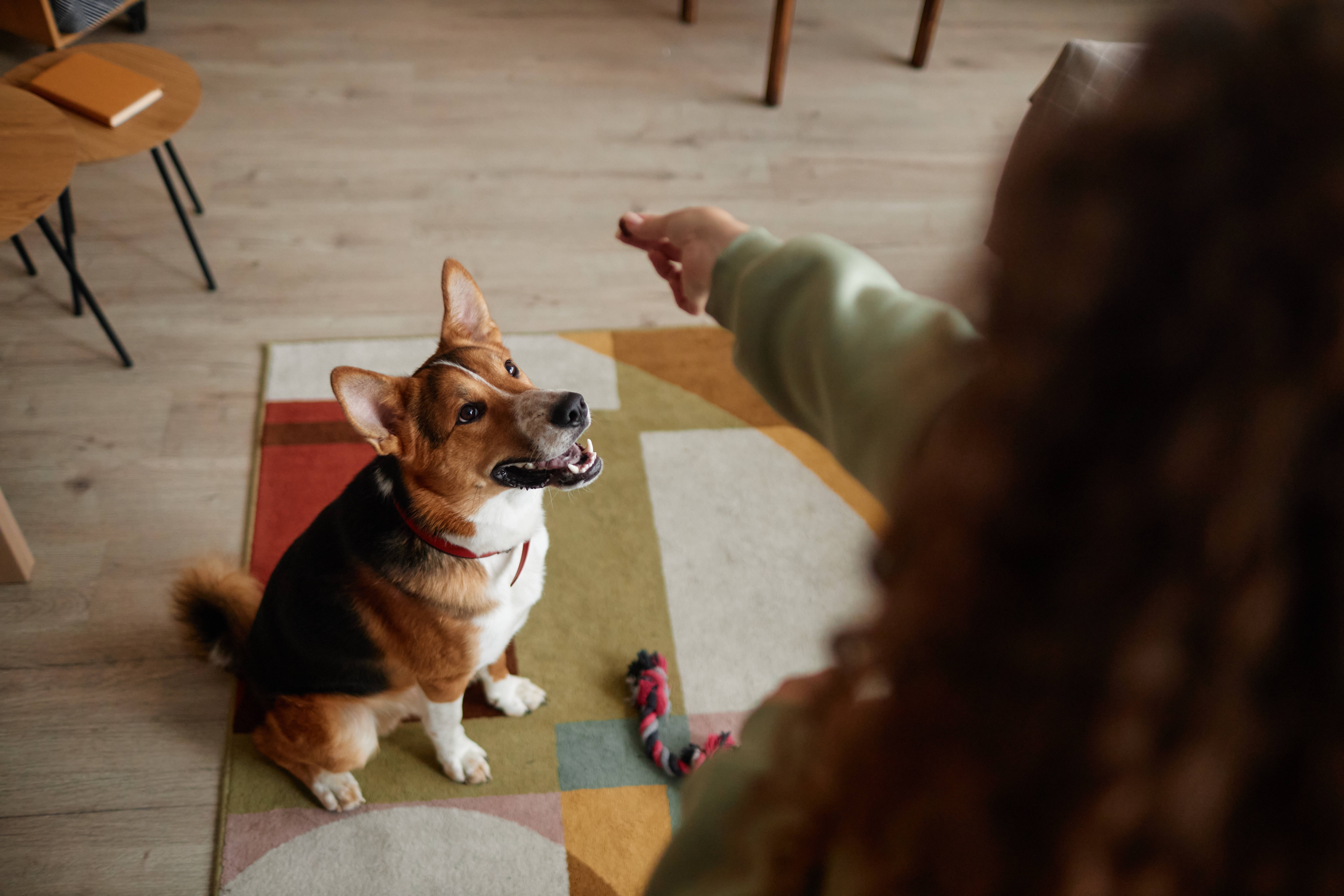 Pessoa segura petisco na frente de um cachorro da raça Welsh Corgi Pembroke, que olha fixamente para a comida em uma sala aconchegante.