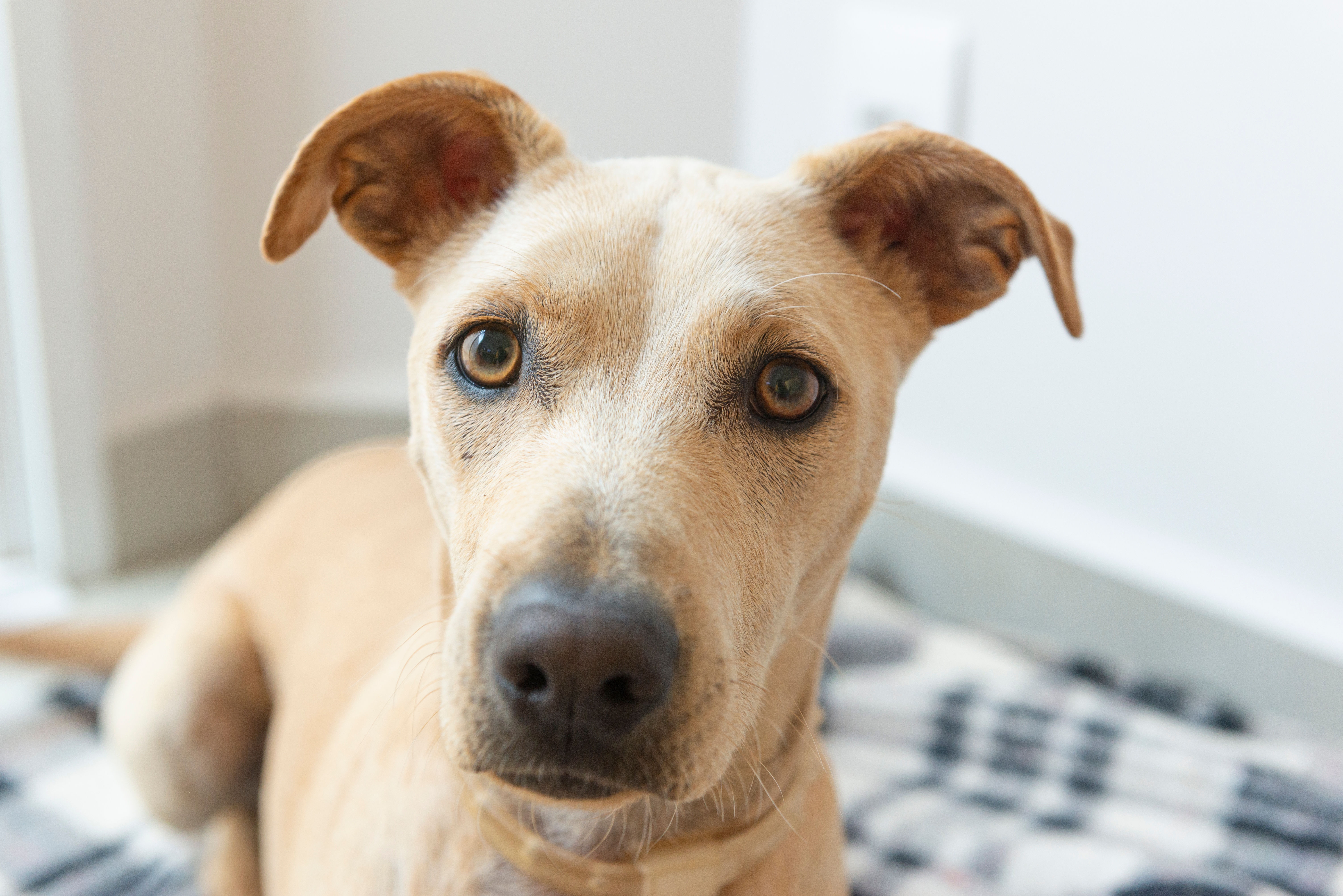 Cachorro cor caramelo com semblante sério deitado em cima de manta xadrez.