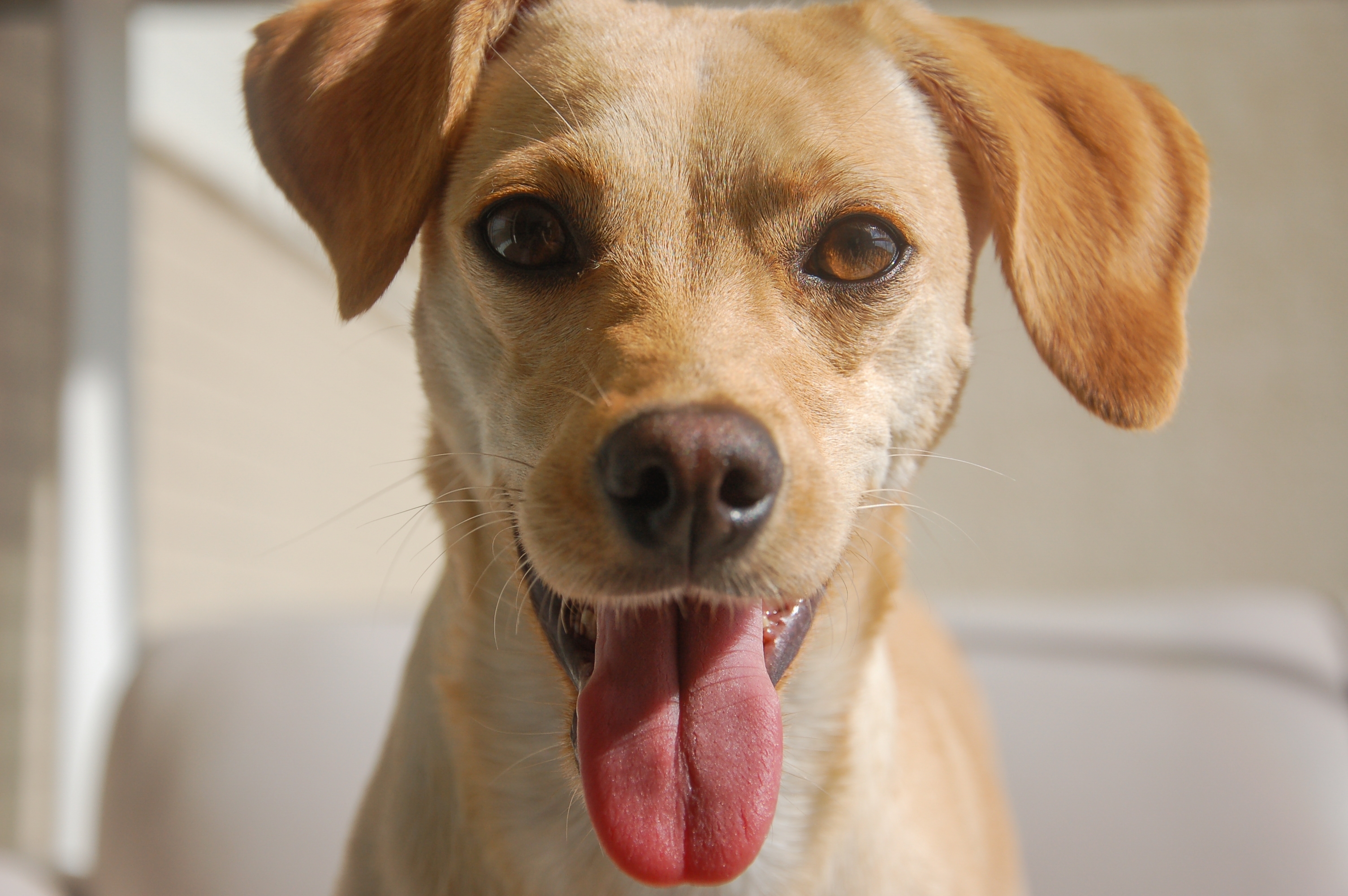 Retrato de vira-lata caramelo sorrindo para a câmera em frente a um fundo branco.