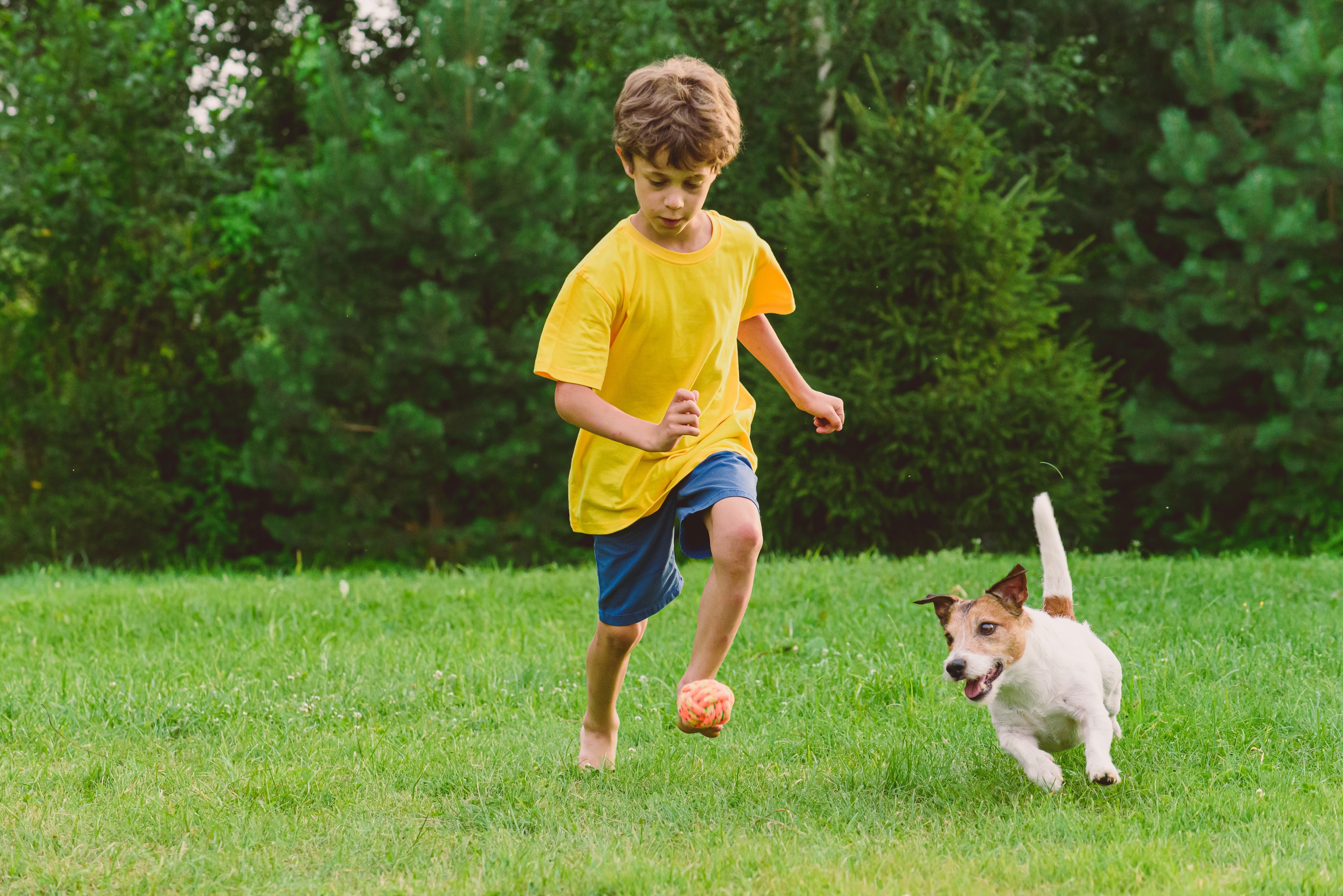Menino brincando com um cachorro da raça Jack russell terrier no gramado, correndo atrás de uma bola em um parque ao ar livre.