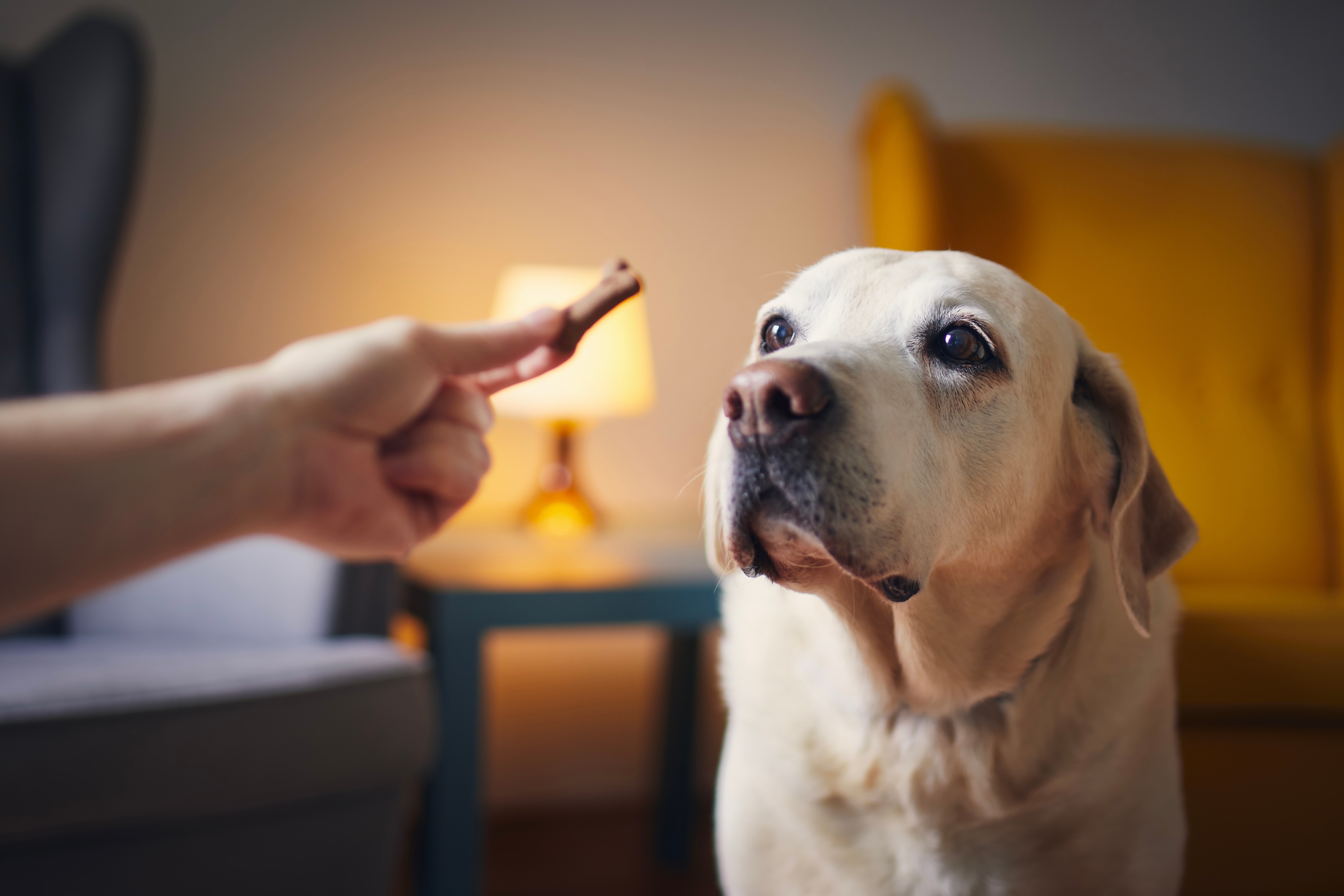 Tutor recompensando seu cachorro Labrador com um biscoito PEDIGREE® Biscrok.