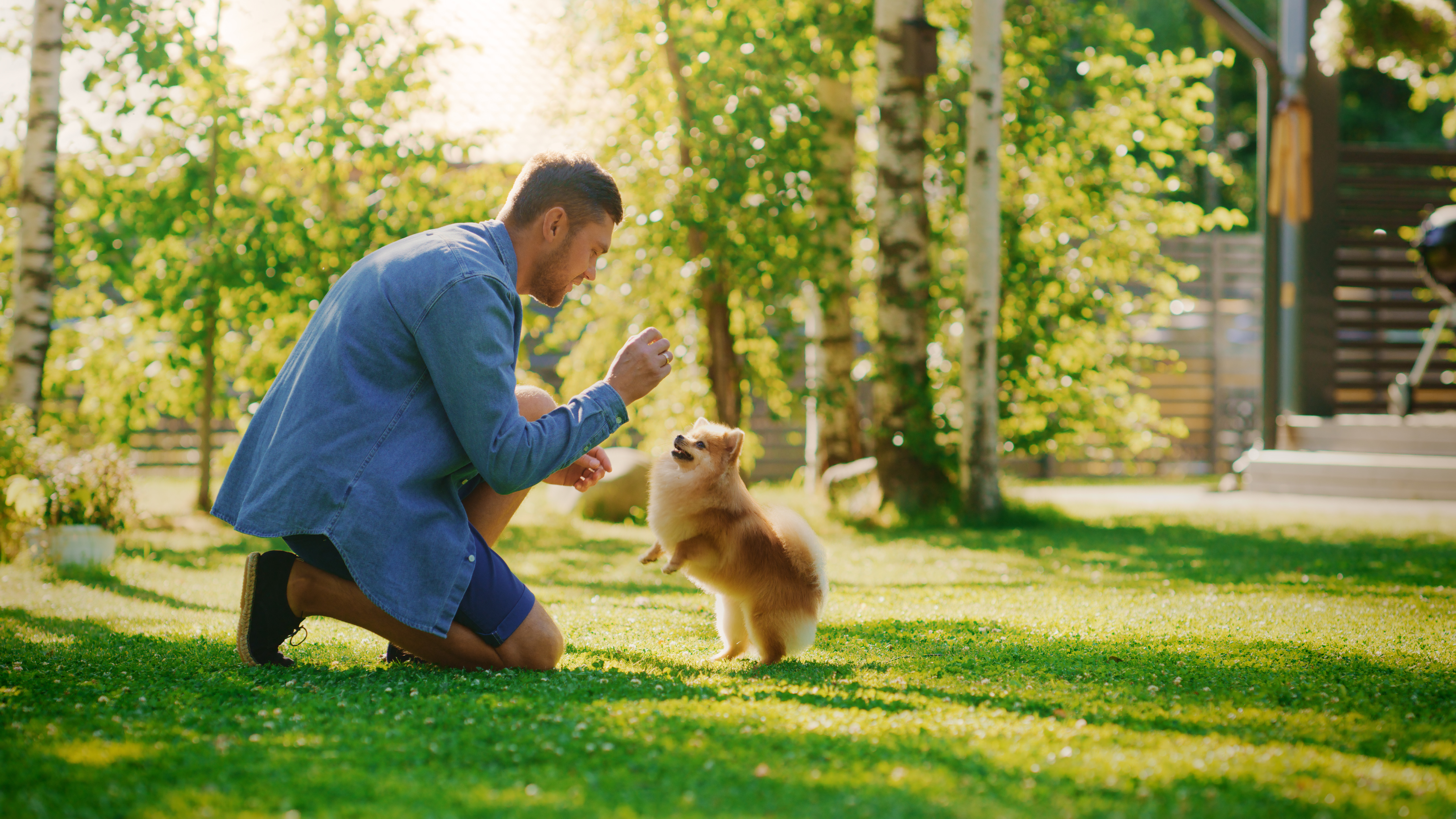 Cachorro Zwergspitz em pé nas patas traseiras, interagindo com seu tutor que oferece um petisco PEDIGREE® Biscrok em um parque ensolarado.