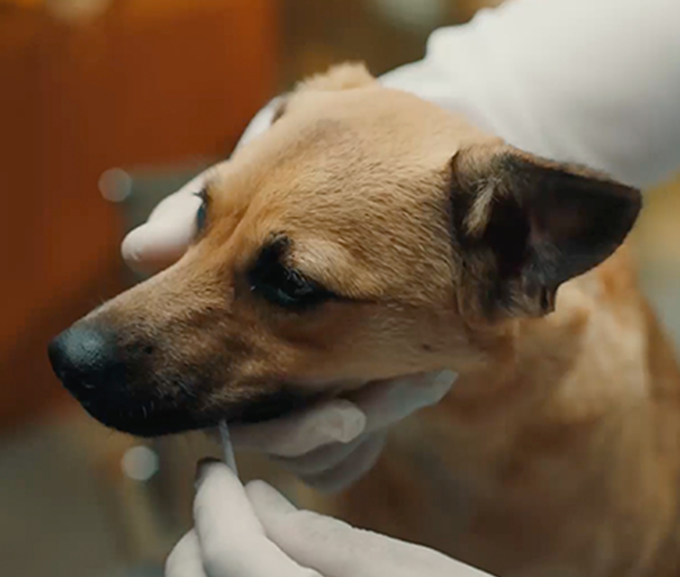 Cachorro caramelo sendo examinado por um veterinário