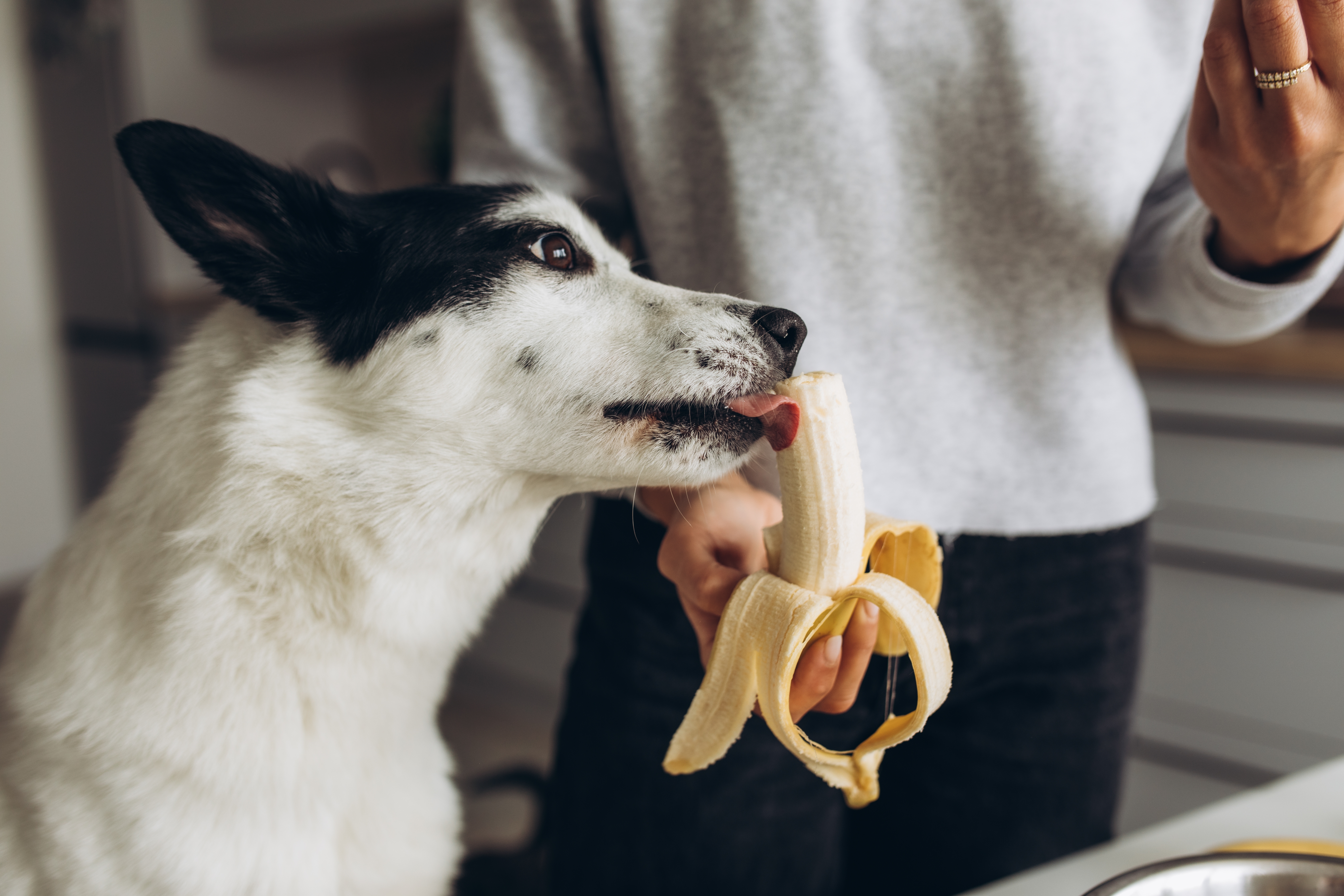 Cachorro de porte médio, com pelagem branca e preta, lambando uma banana parcialmente descascada segurada por uma pessoa em um ambiente de cozinha.
