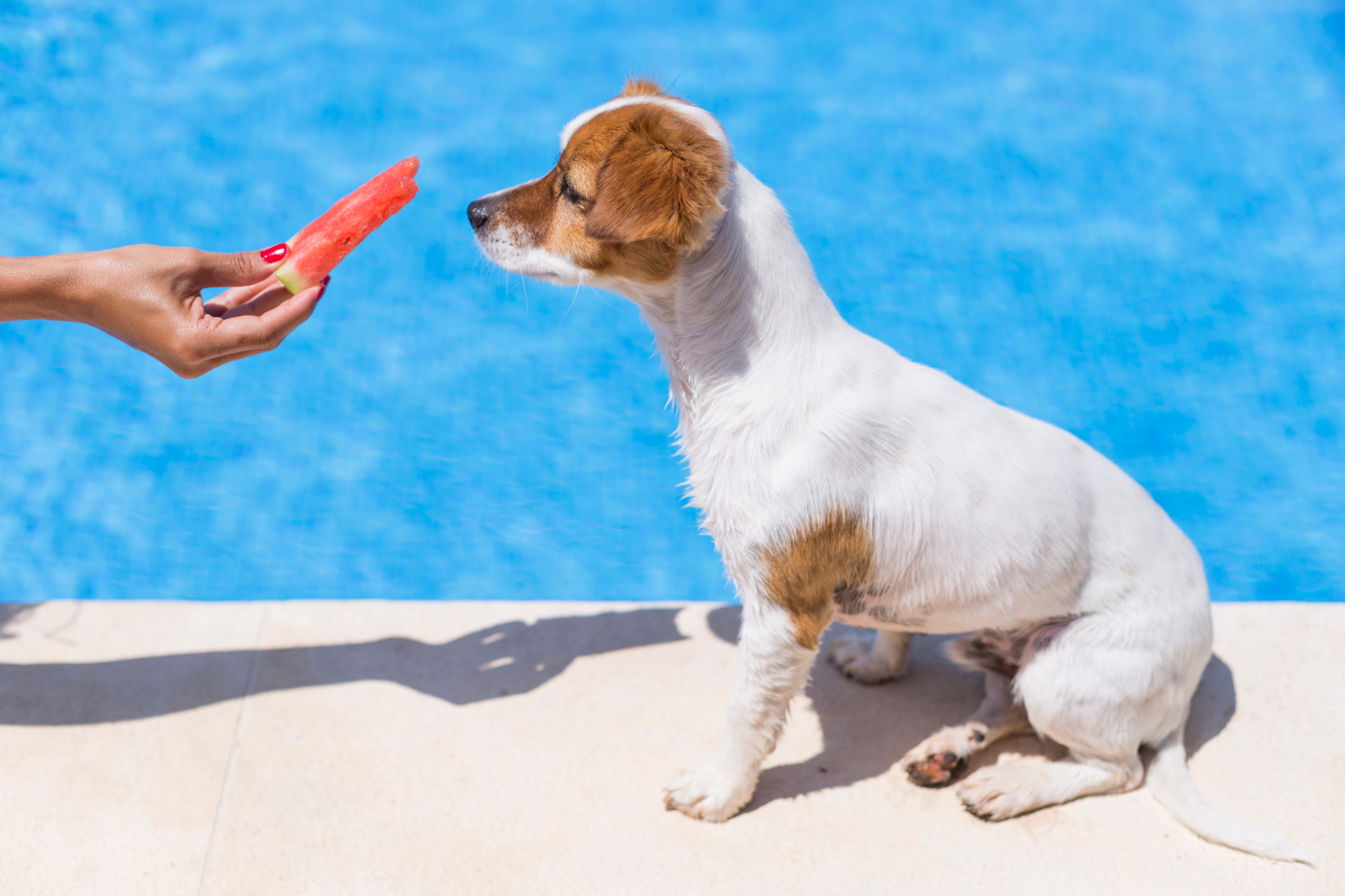 Cachorro Jack russell terrier sentado ao lado de piscina olhando para um pedaço de melancia segurado por uma pessoa.