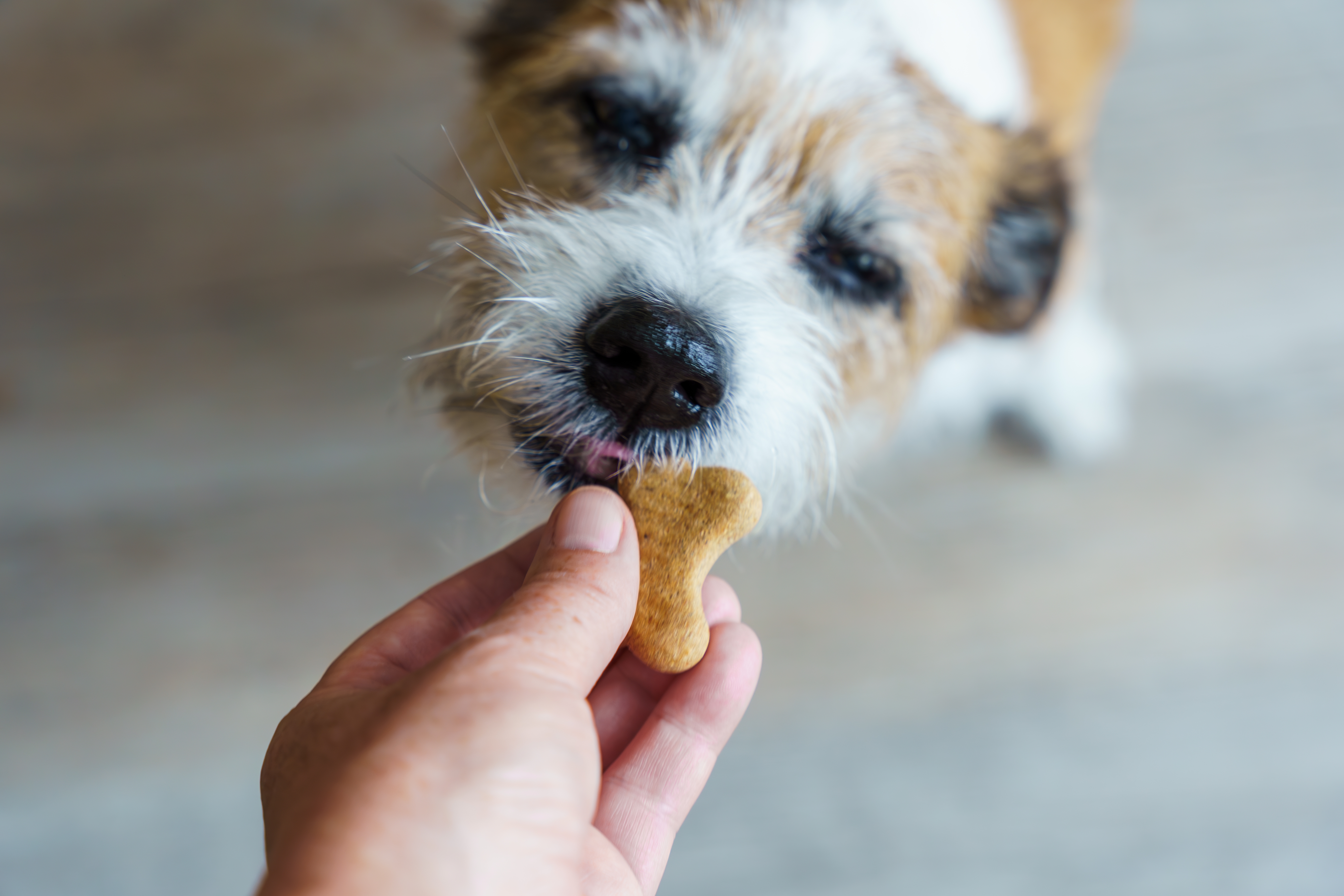 Cachorro Jack russell terrier comendo um petisco que está na mão do seu dono.