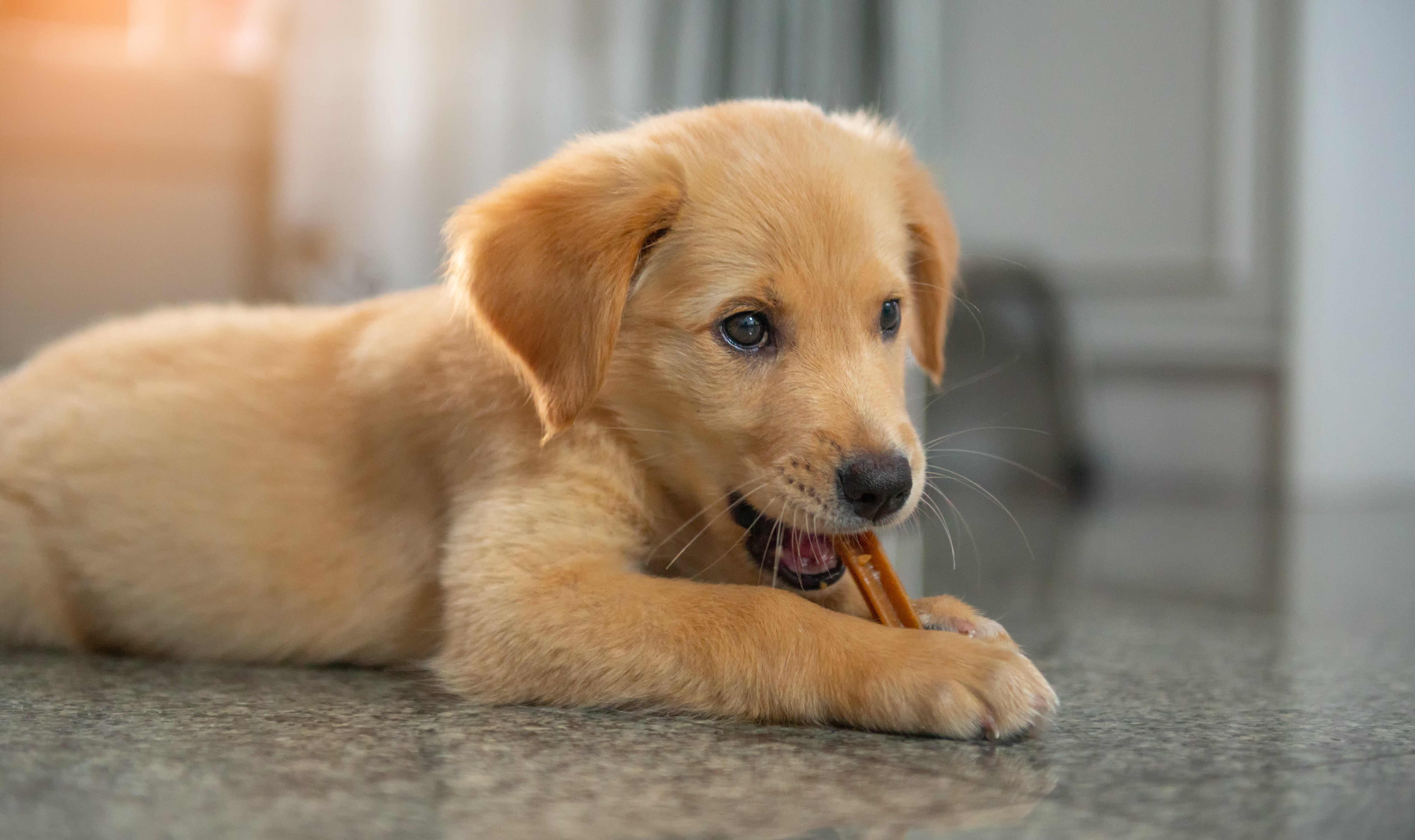 Filhote de Golden Retriever deitado no chão enquanto mastiga um petisco PEDIGREE® Dentastix, em um ambiente interno iluminado.