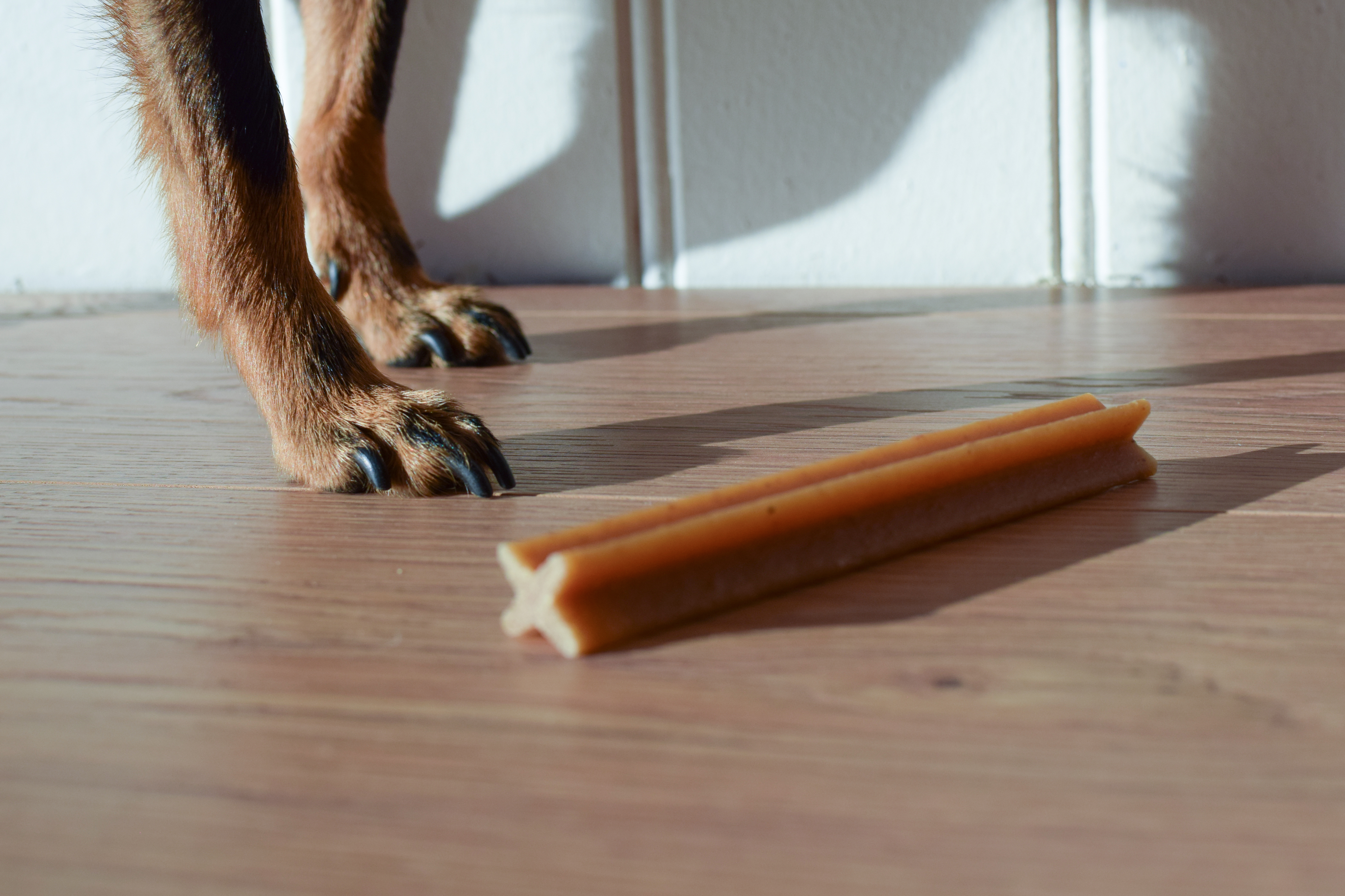 Patas de um cachorro em pé no chão de madeira, próximo a um petisco para cães PEDIGREE® Dentastix iluminado pela luz do sol.
