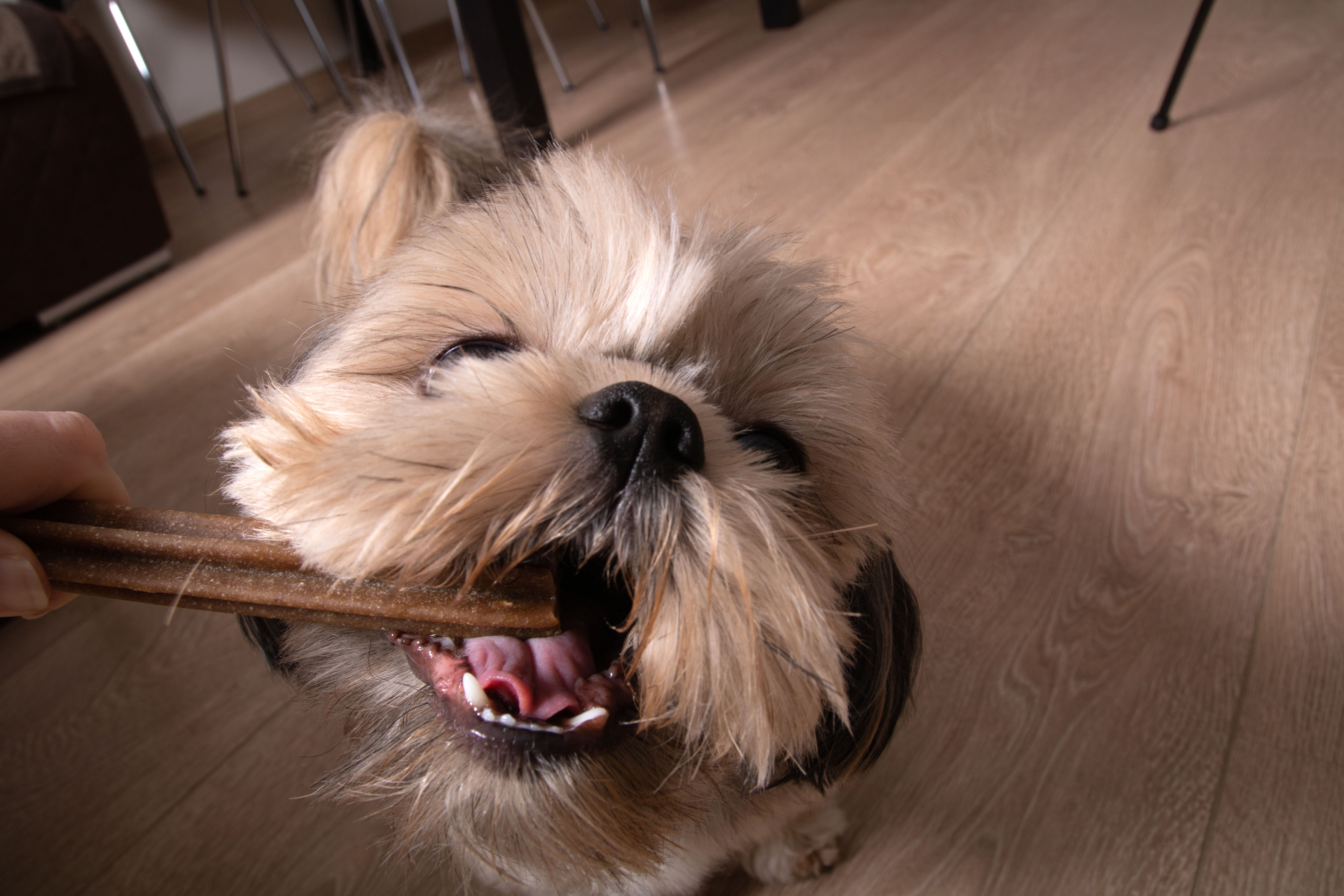 Cachorro pequeno e peludo mordendo um petisco PEDIGREE® Dentastix segurado por uma pessoa, em um piso de madeira.