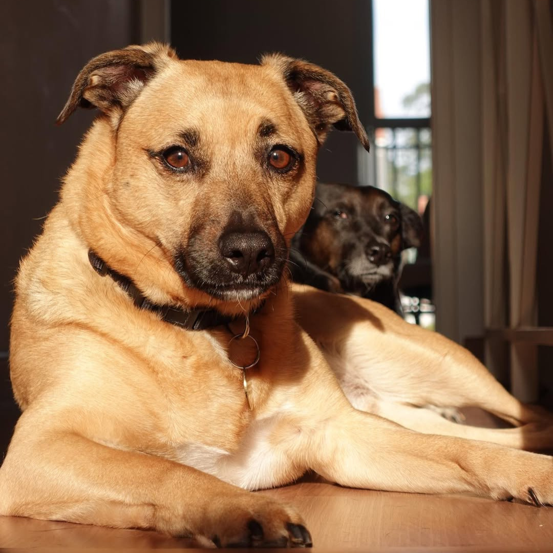 Cachorro caramelo Bambino