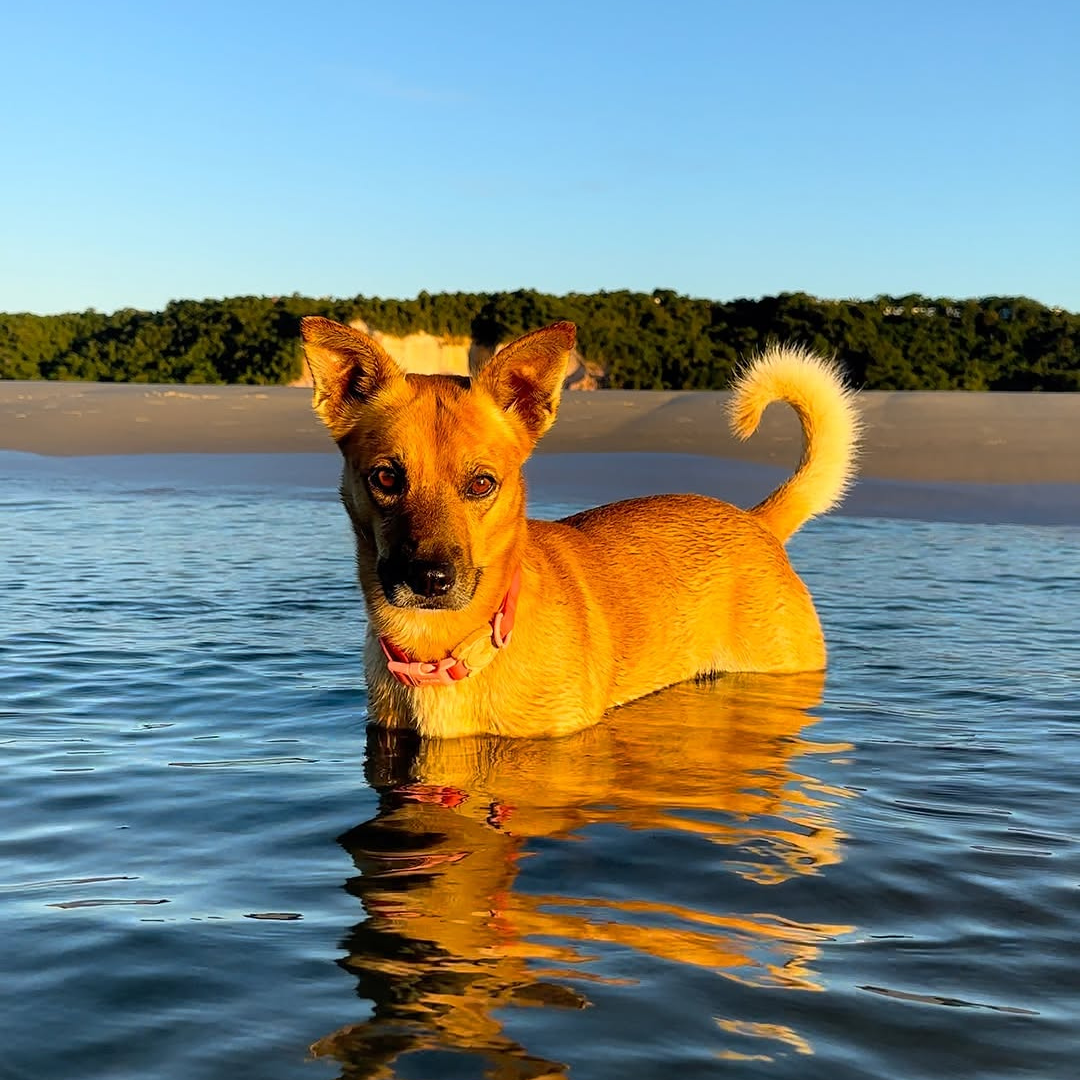 Cachorro caramelo Cara Preta