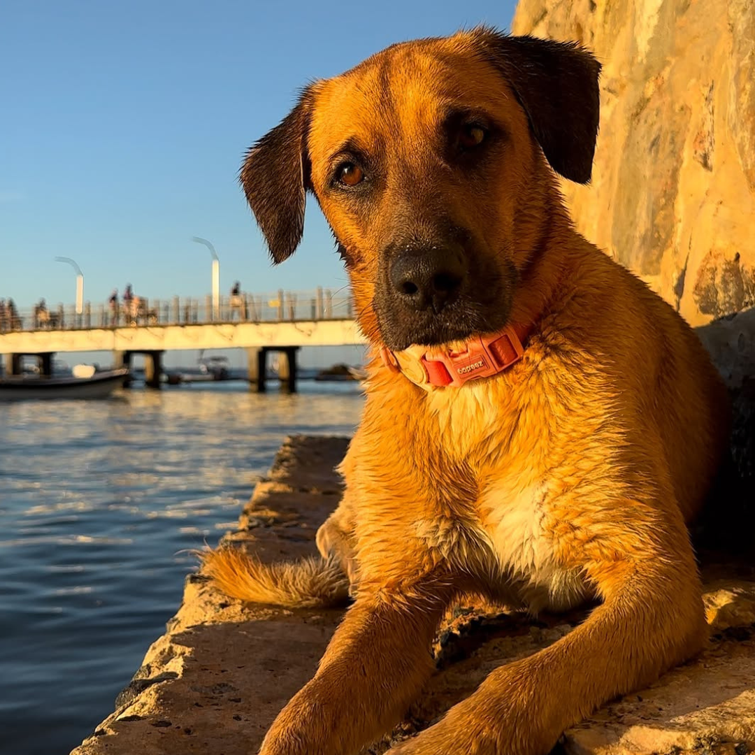Cachorro caramelo Caramelinho