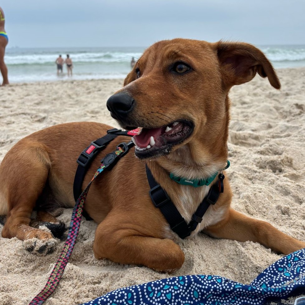 Cachorro caramelo Lipe