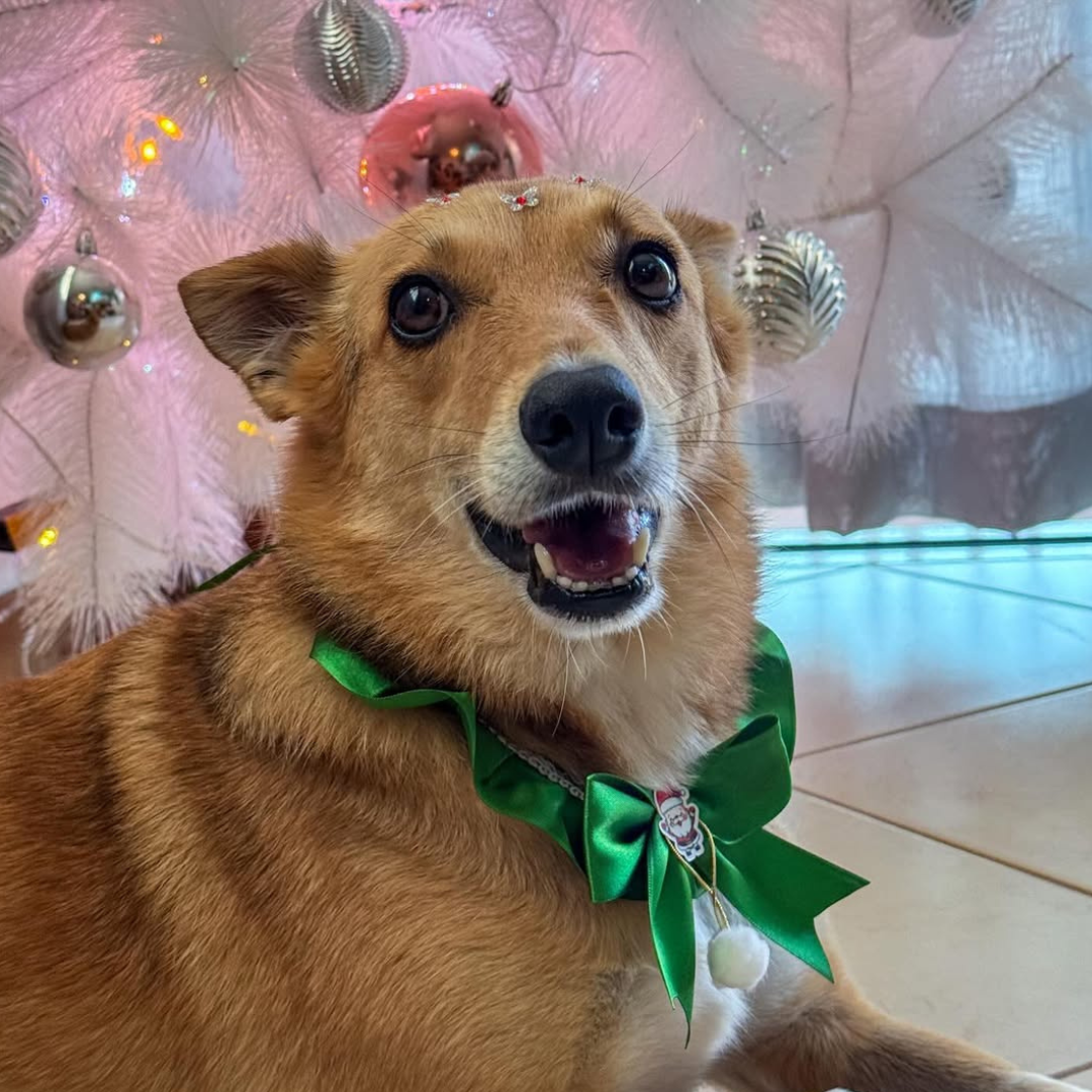 Cachorro caramelo Lobinha