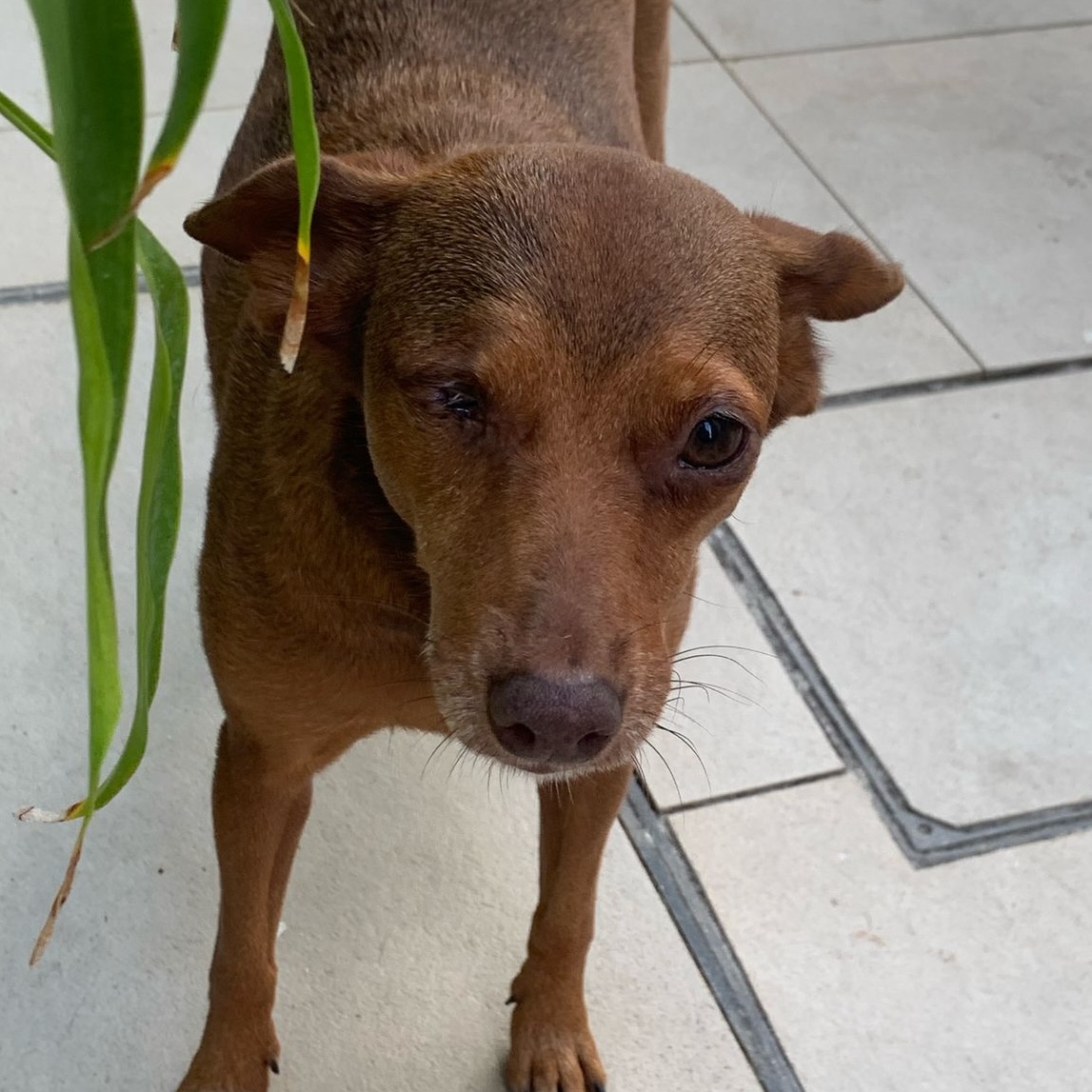 Cachorro caramelo Maminha