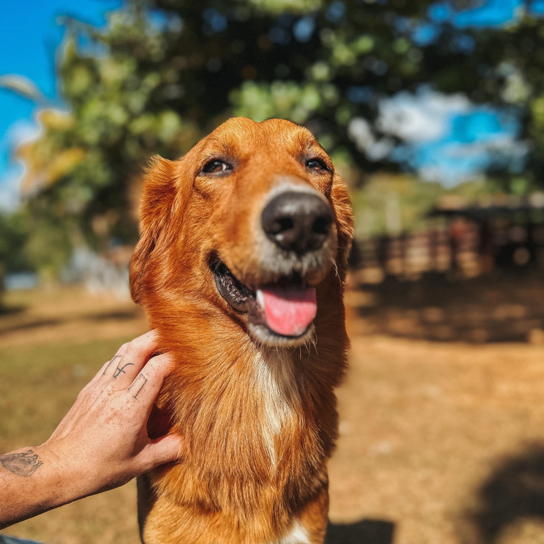 Cachorro caramelo Paiacin