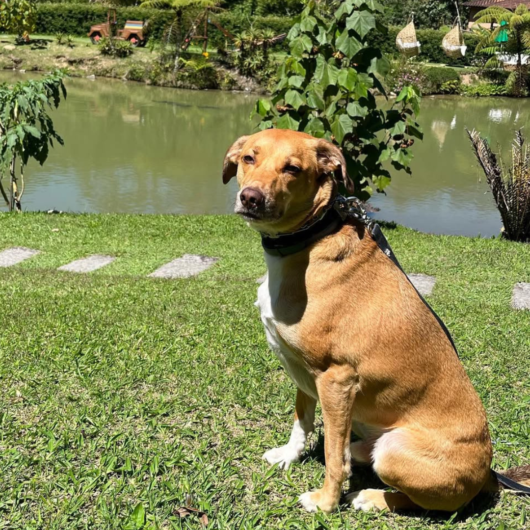 Cachorro caramelo Simba