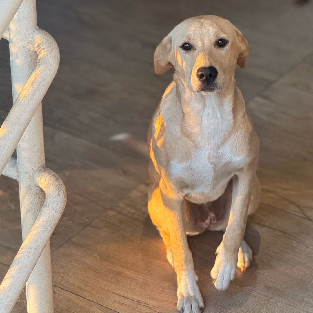 Cachorro caramelo Tchubi