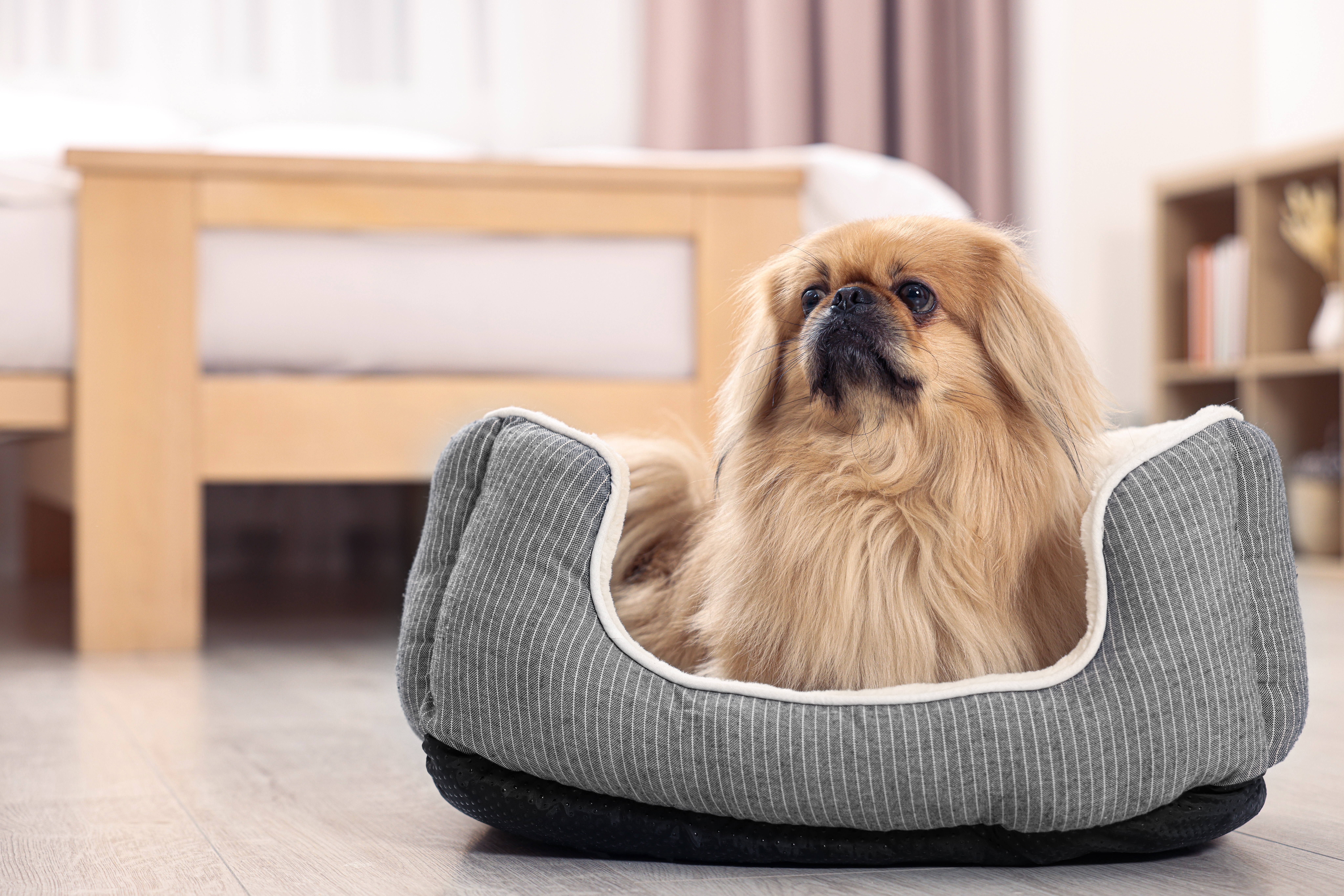 Cachorro filhote da raça Pequinês sentado em uma cama cinza em um ambiente doméstico aconchegante.