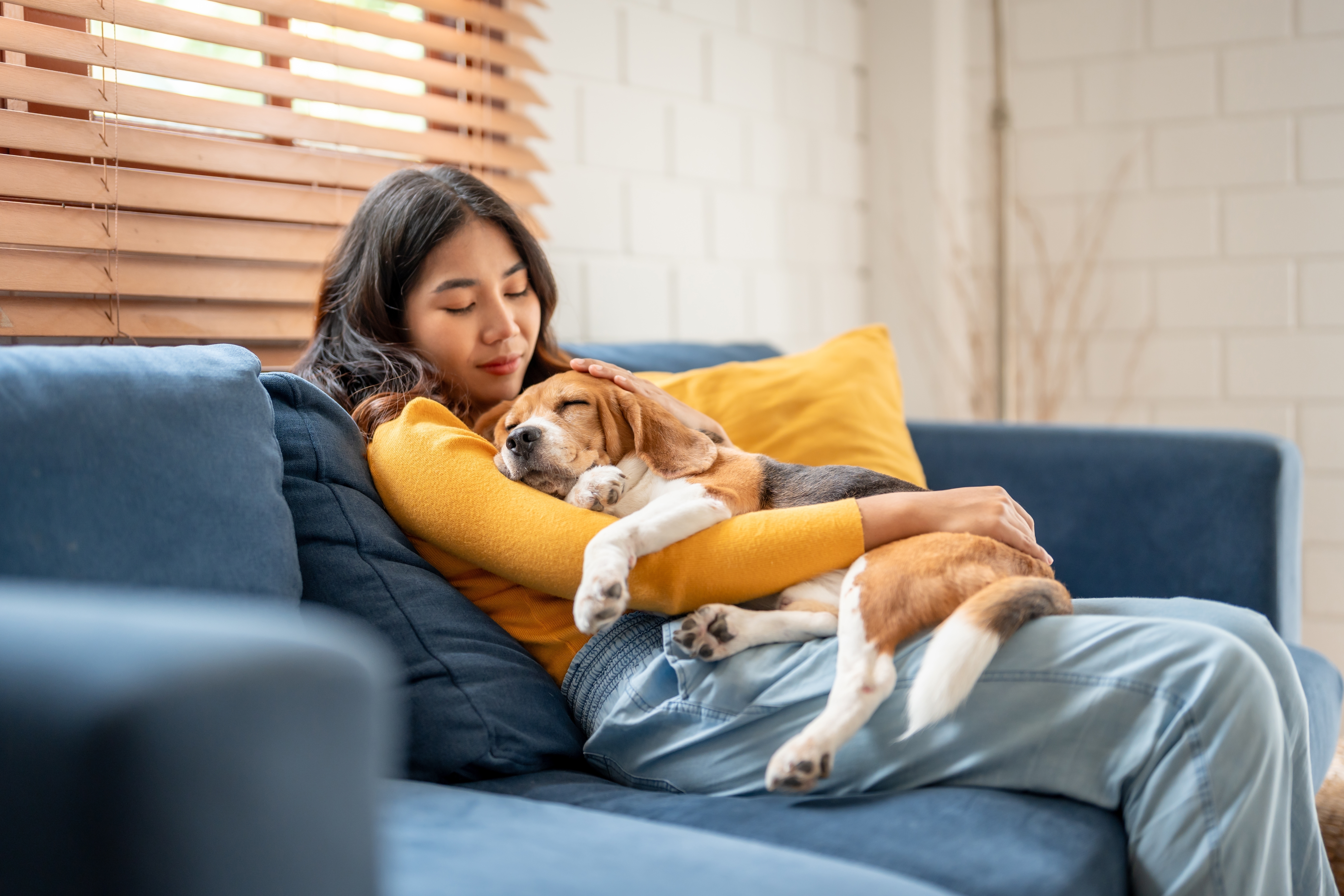 Pessoa segurando um cachorro da raça Beagle no colo enquanto está sentada em um sofá azul com almofadas amarelas em um ambiente doméstico.
