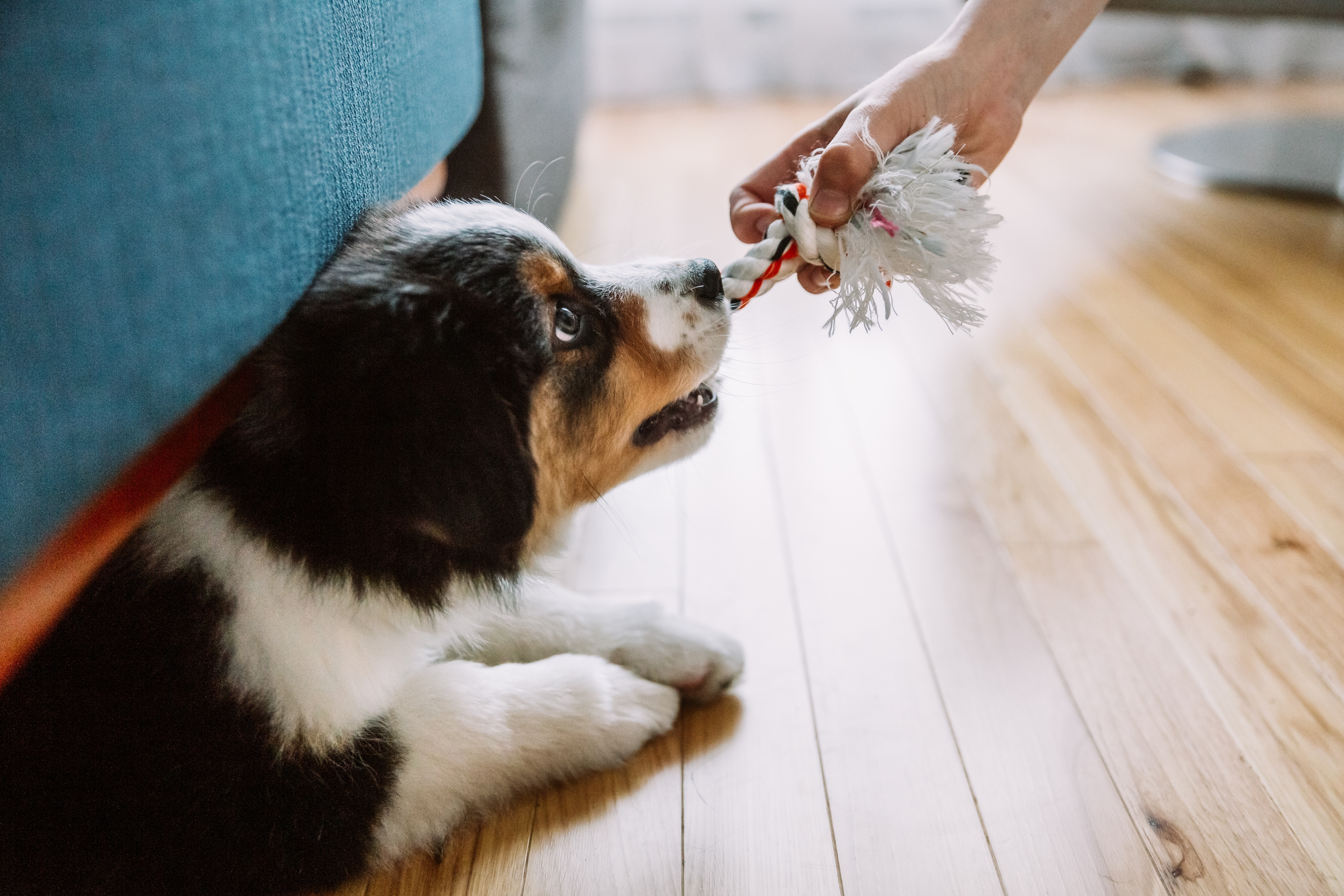 Cachorro da raça Pastor Australiano brincando de puxar com um brinquedo de corda enquanto está deitado no chão de madeira ao lado de um sofá azul.