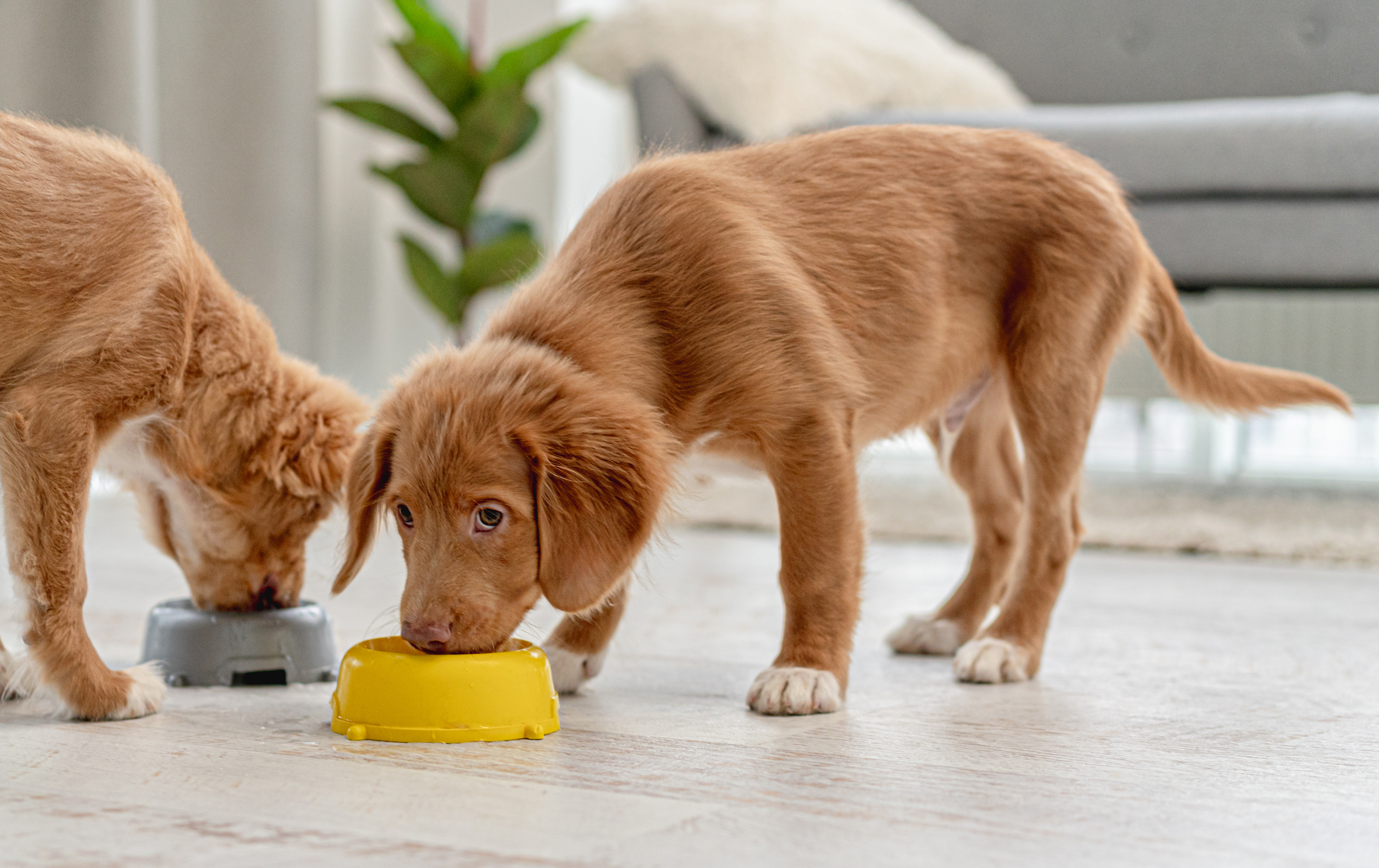 Dois filhotes da raça Nova Scotia Duck Tolling Retriever com pelagem dourada comendo em tigelas, uma amarela e outra cinza, em um ambiente interno iluminado com sofá e planta ao fundo.