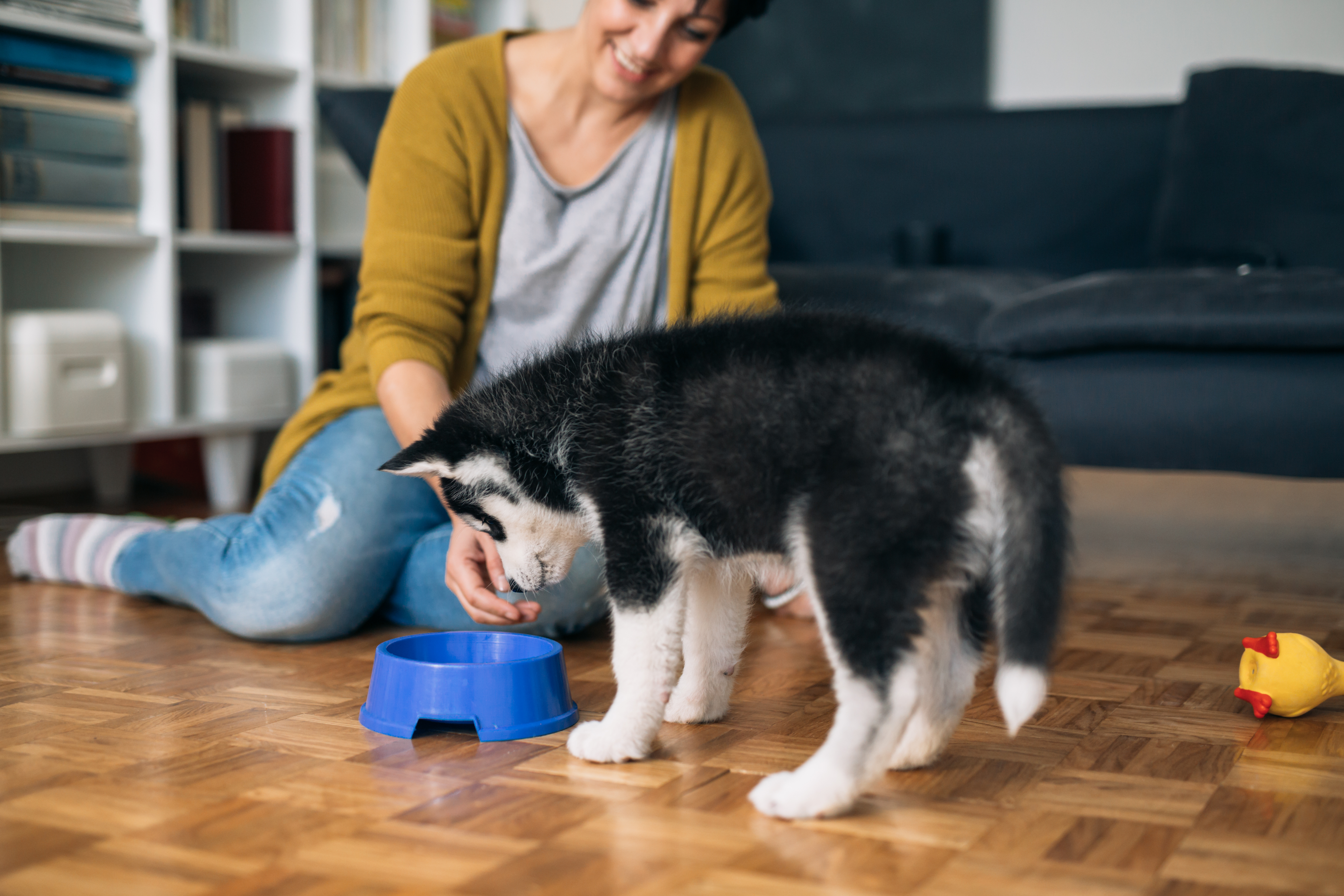 Mulher sorrindo enquanto alimenta um filhote de cachorro husky siberiano ao lado de uma tigela azul em um ambiente doméstico.