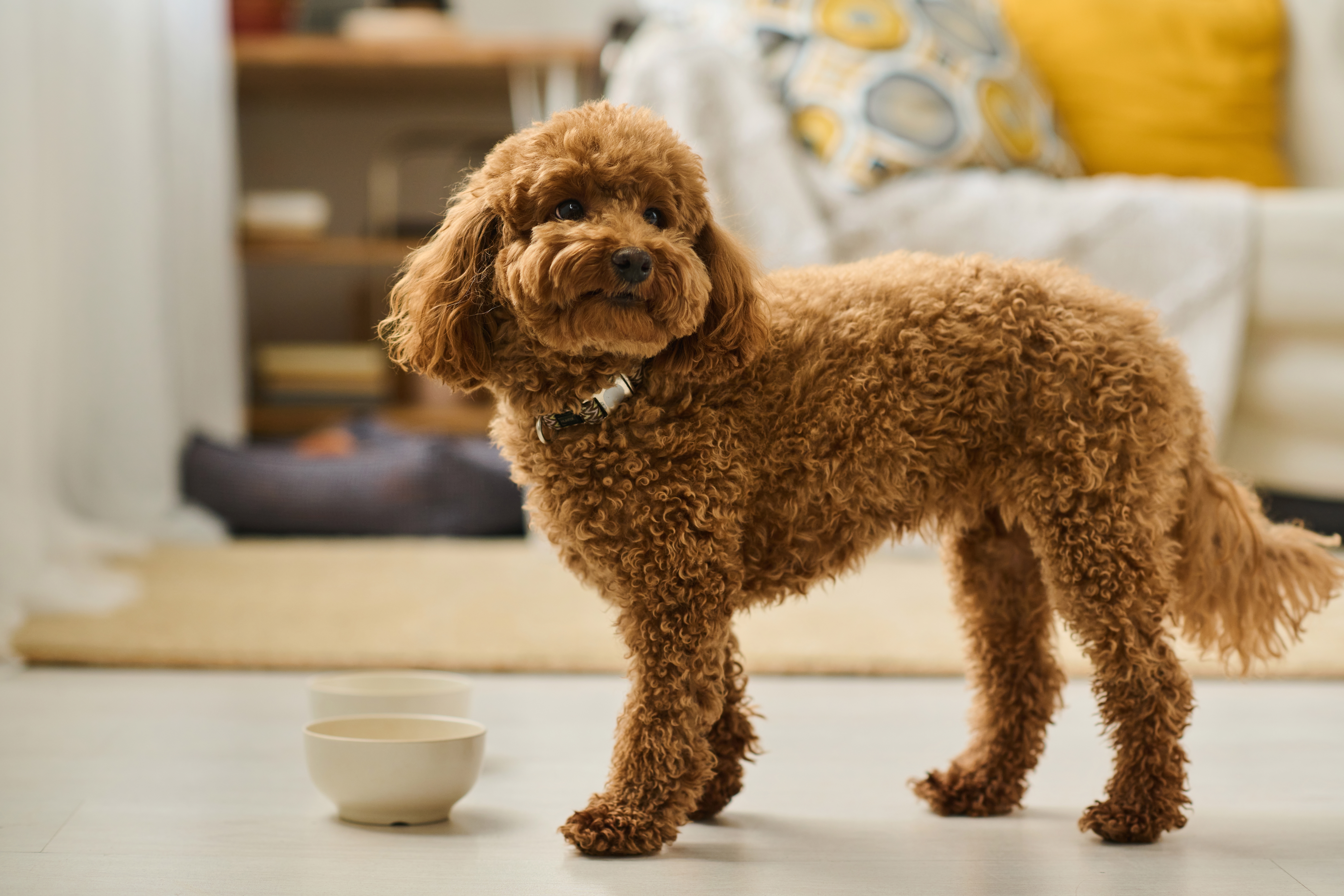 Cachorro filhote da raça poodle marrom em pé ao lado de uma tigela branca em uma sala de estar aconchegante.
