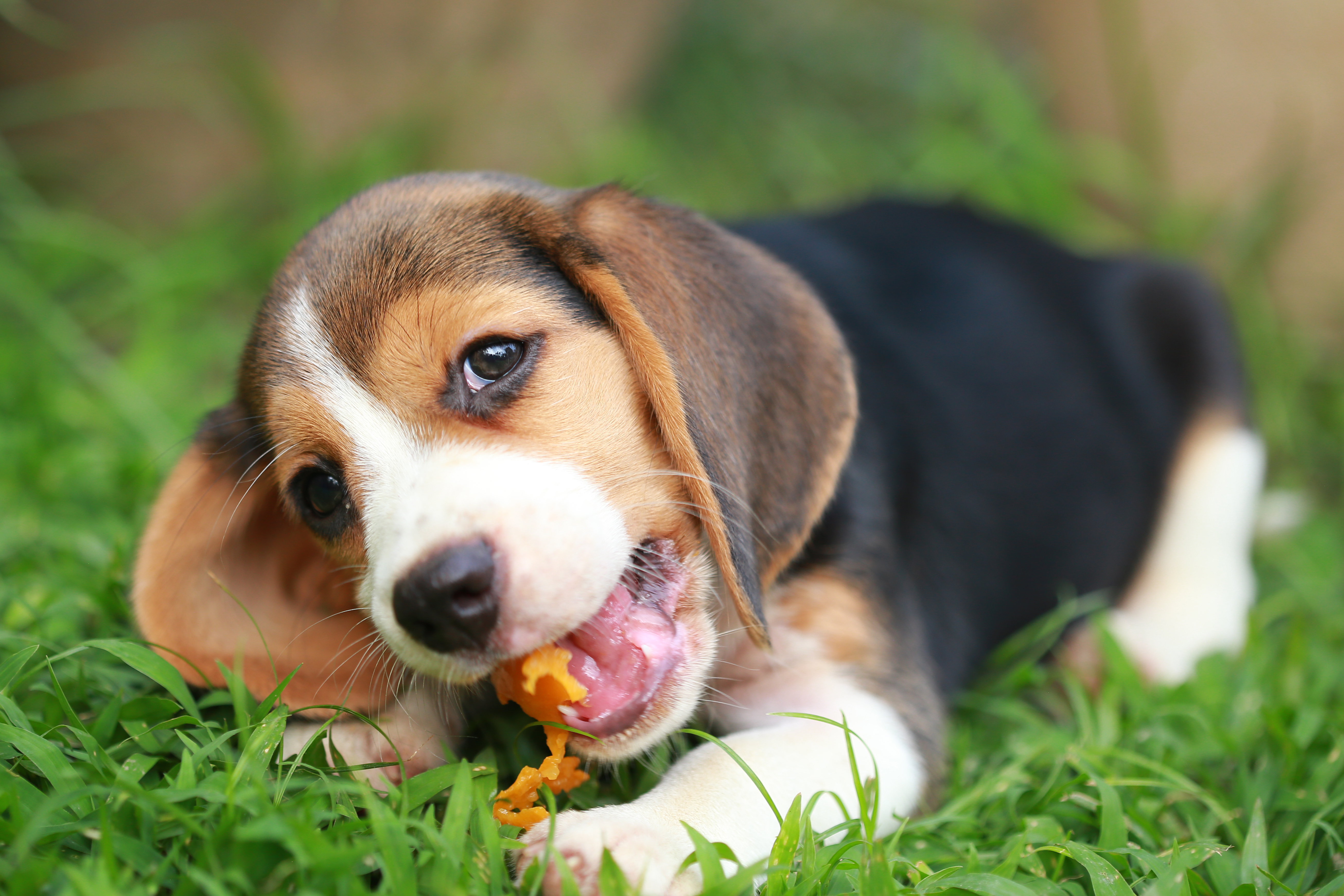 Filhote de cachorro da raça Beagle brincando com um objeto laranja enquanto está deitado na grama verde ao ar livre.