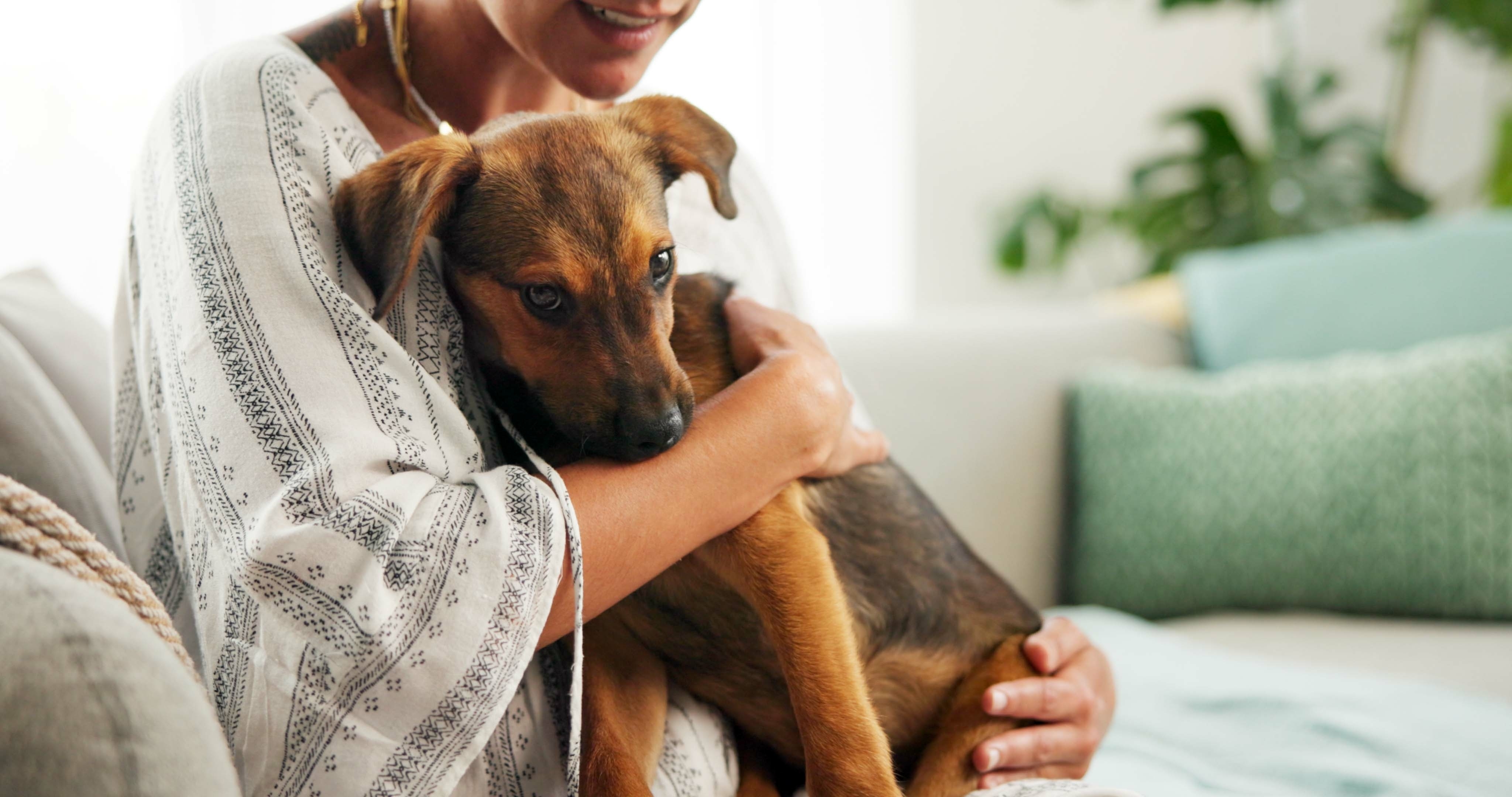 Cachorro filhote vira-lata com pelagem marrom sendo segurado no colo de uma pessoa em um ambiente aconchegante.