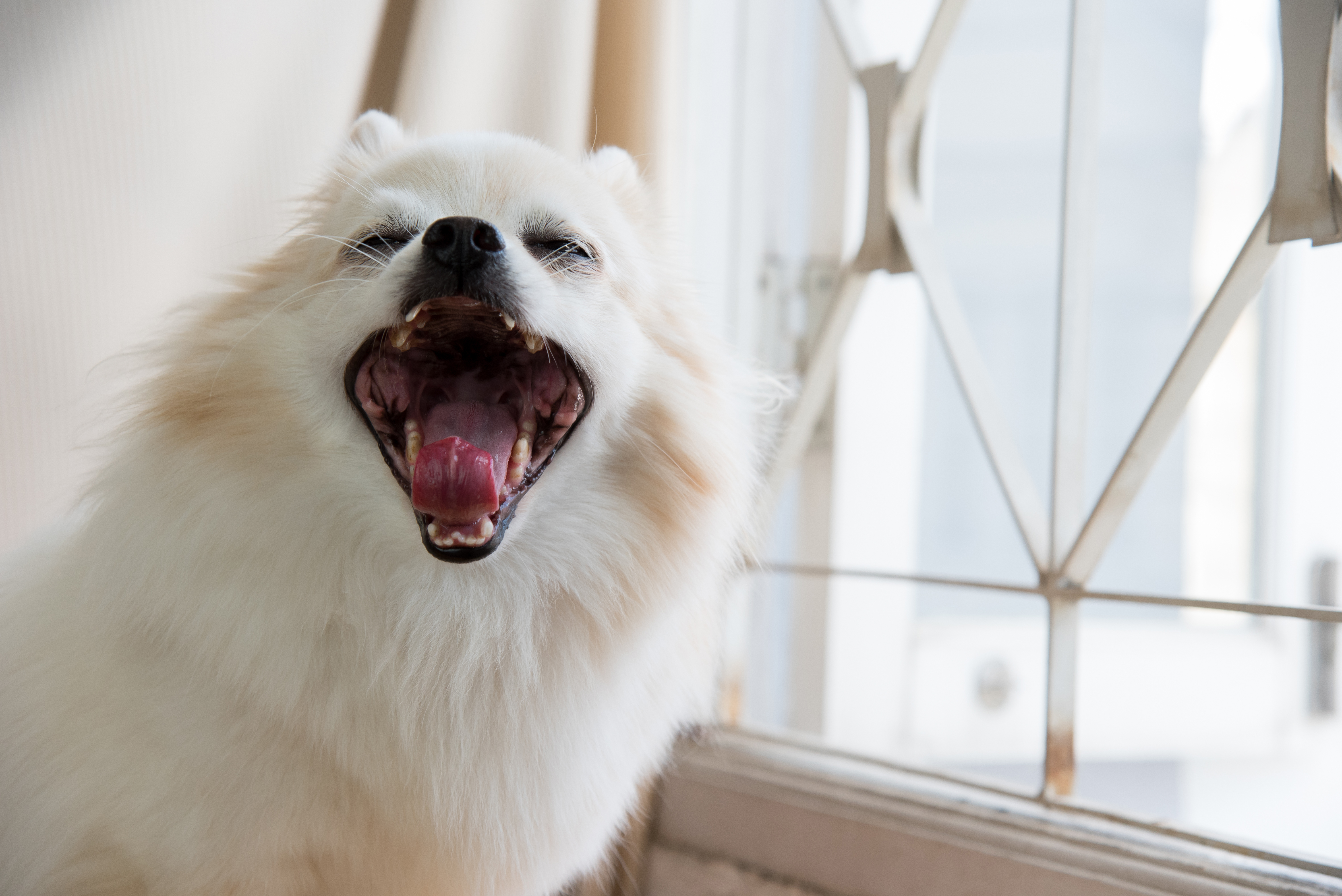Cachorro da raça Spitz Alemão com pelagem branca bocejando próximo a uma janela iluminada.