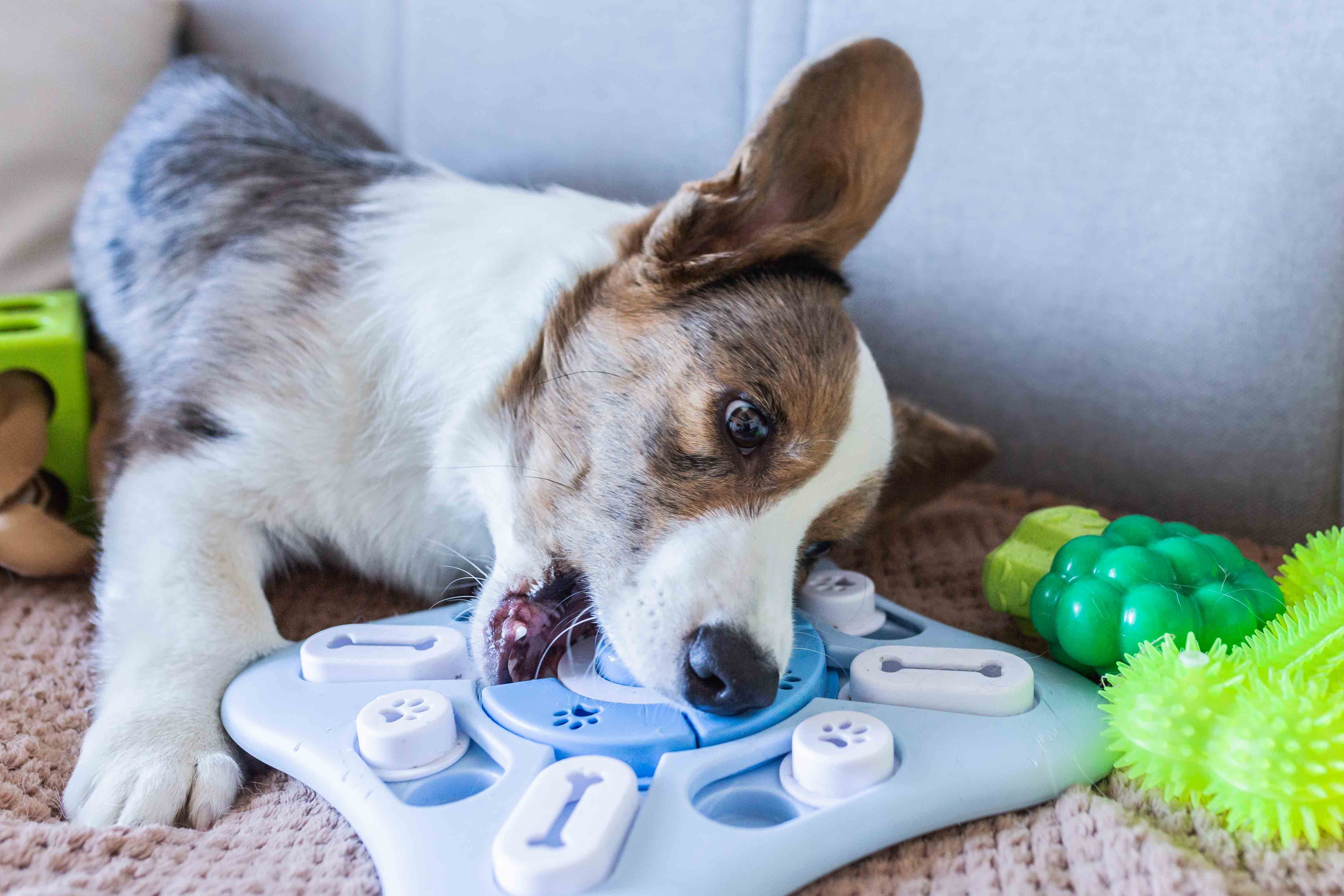 Cachorro da raça Corgi brincando com um brinquedo interativo azul em um ambiente interno, cercado por outros brinquedos coloridos.