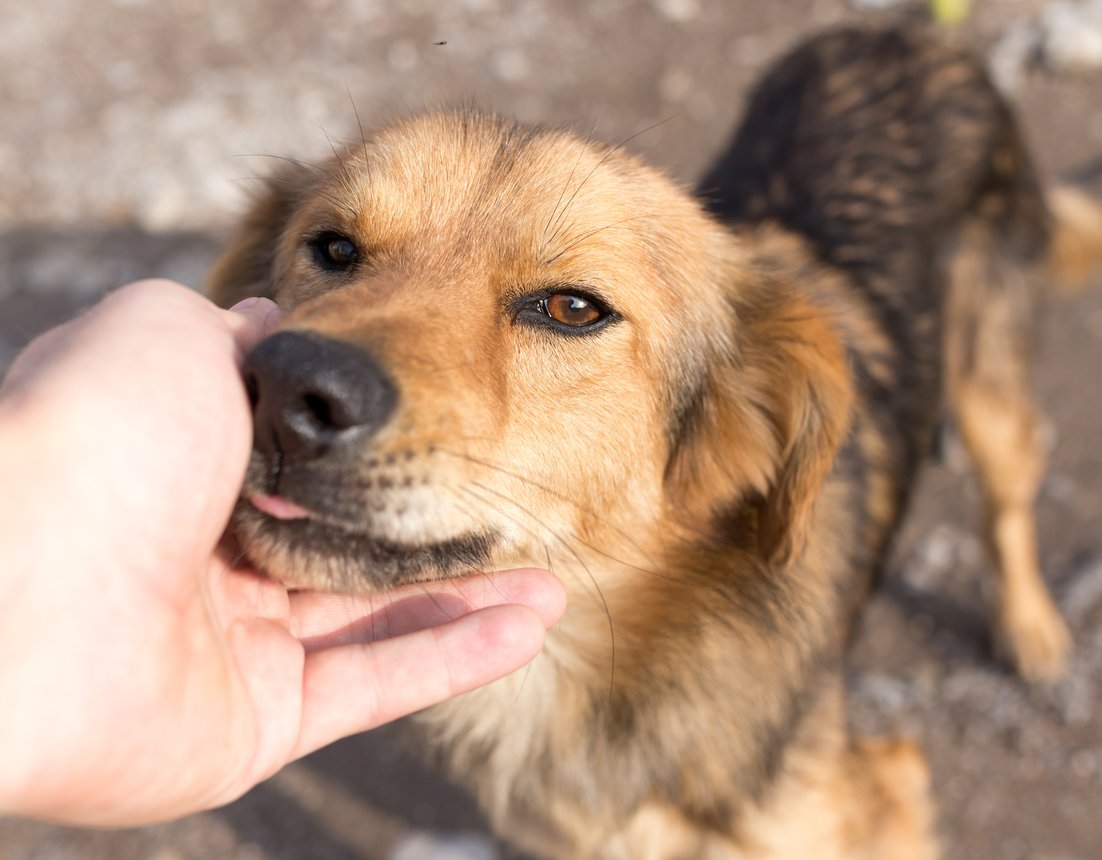 Cachorro de porte médio com pelagem marrom e preta recebendo carinho no queixo em um ambiente externo.