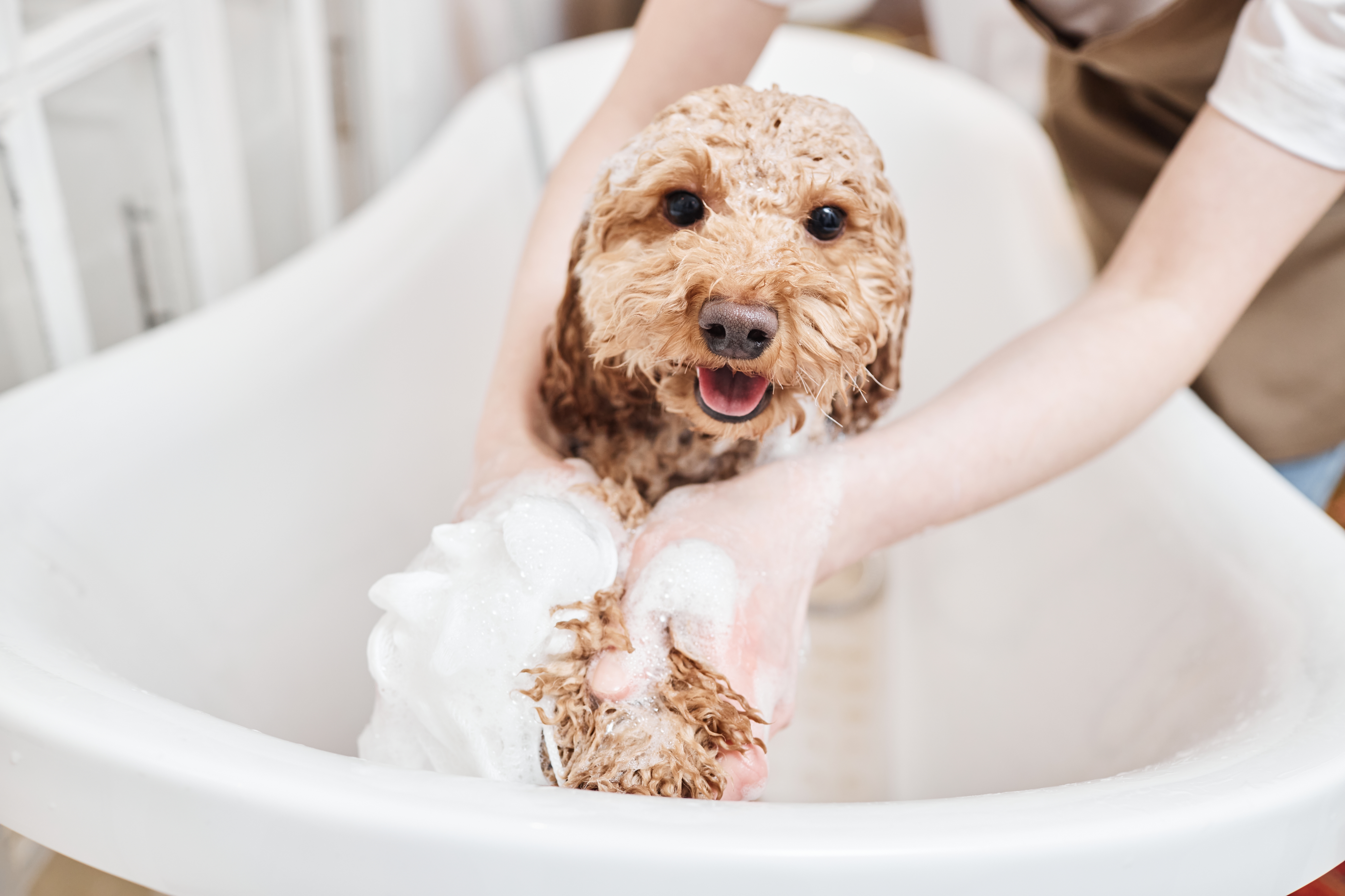 Cachorro filhote da raça Poodle sendo ensaboado durante o banho em uma banheira branca, com expressão alegre.