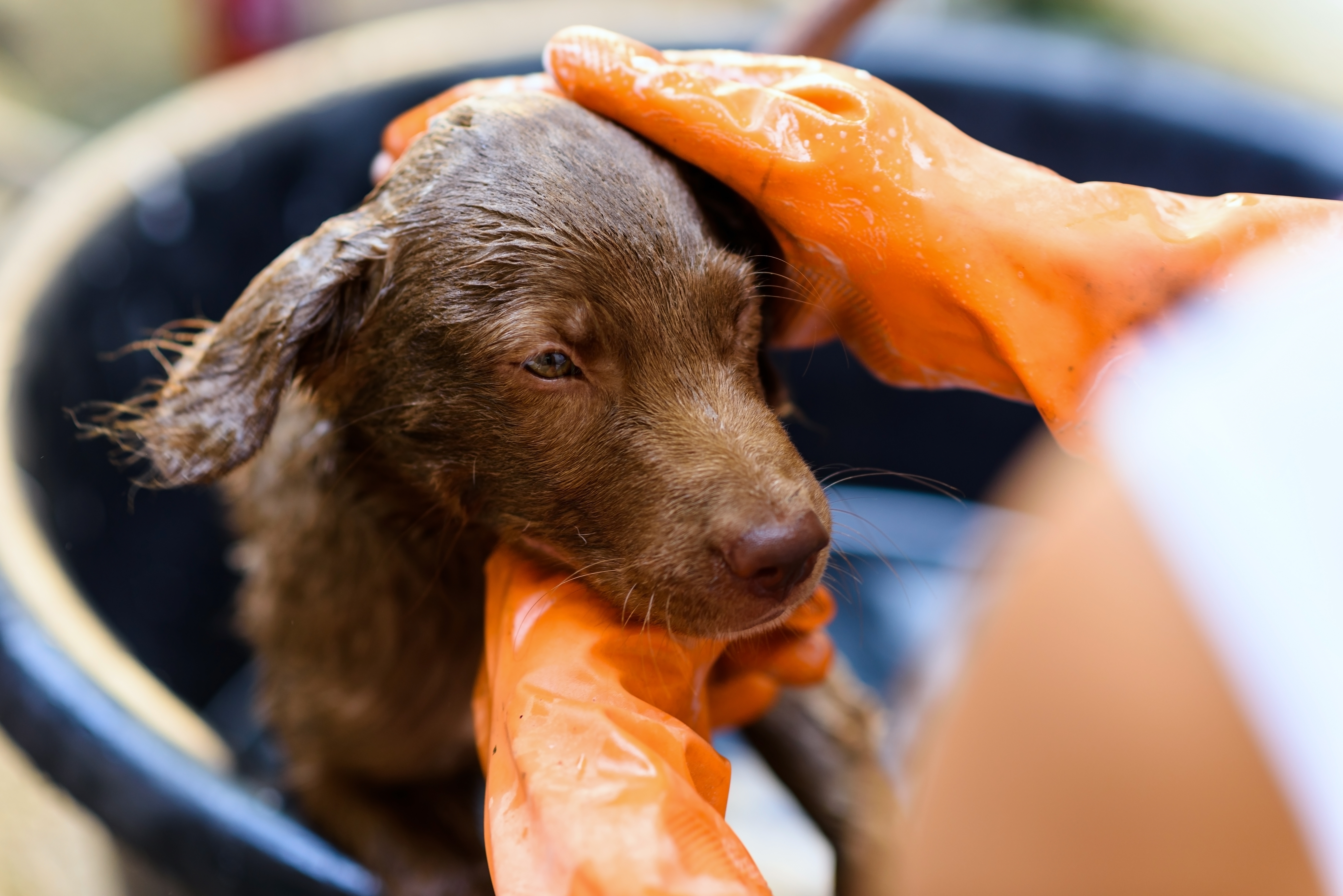 Cachorro filhote de pelagem marrom sendo lavado durante o banho, com mãos usando luvas laranjas para esfregar suavemente.