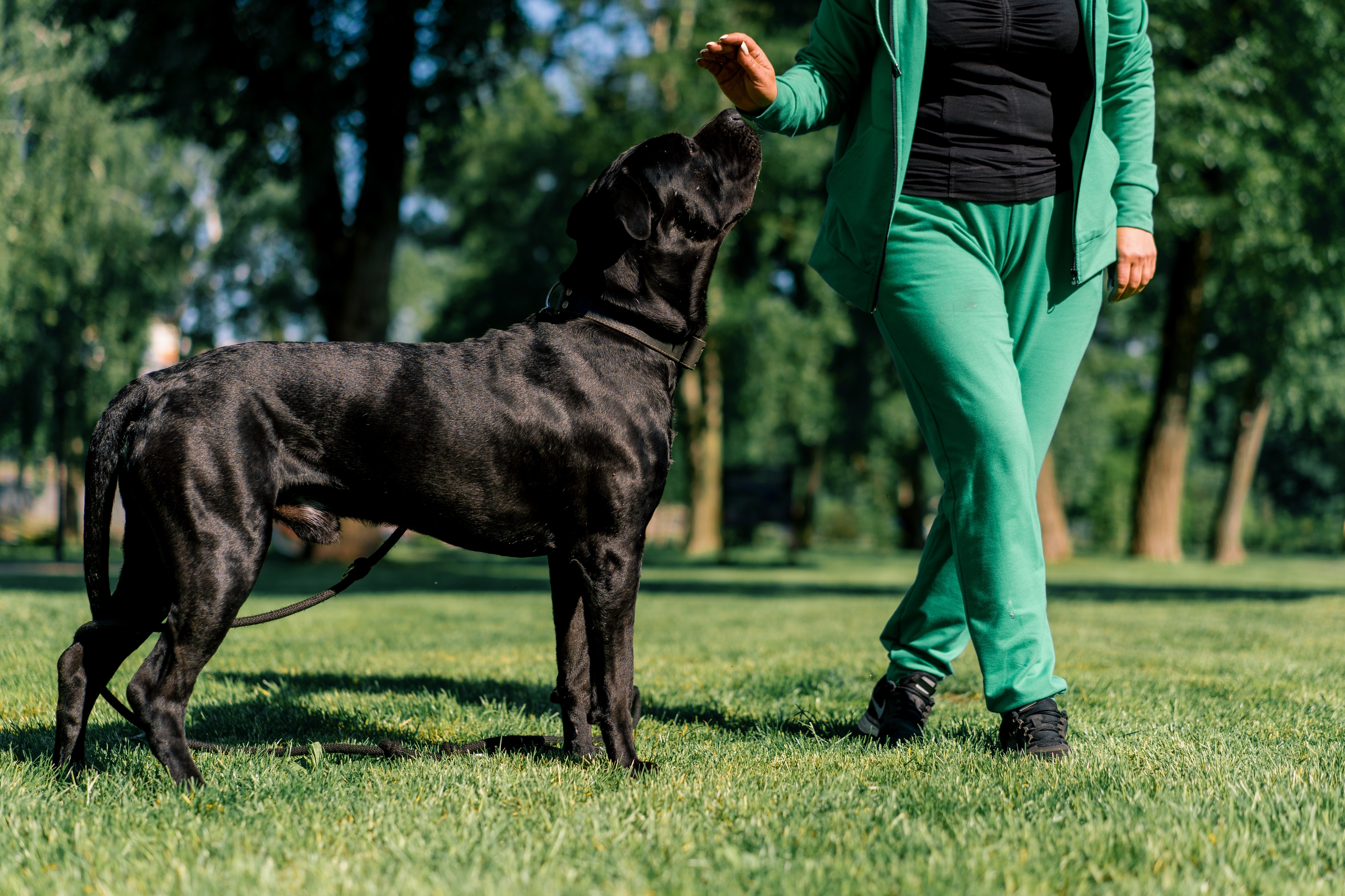 Cane Corso
