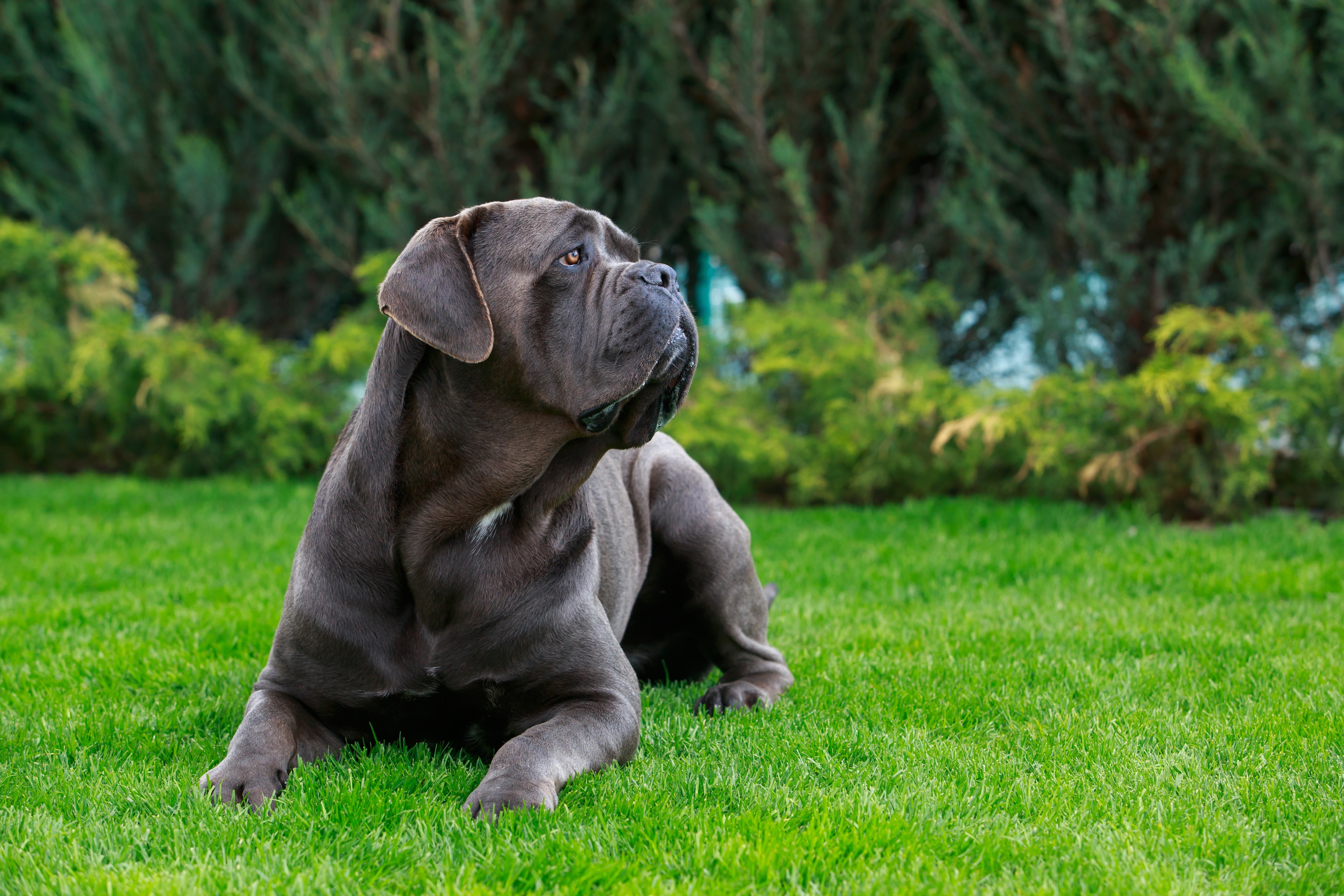 Cane Corso