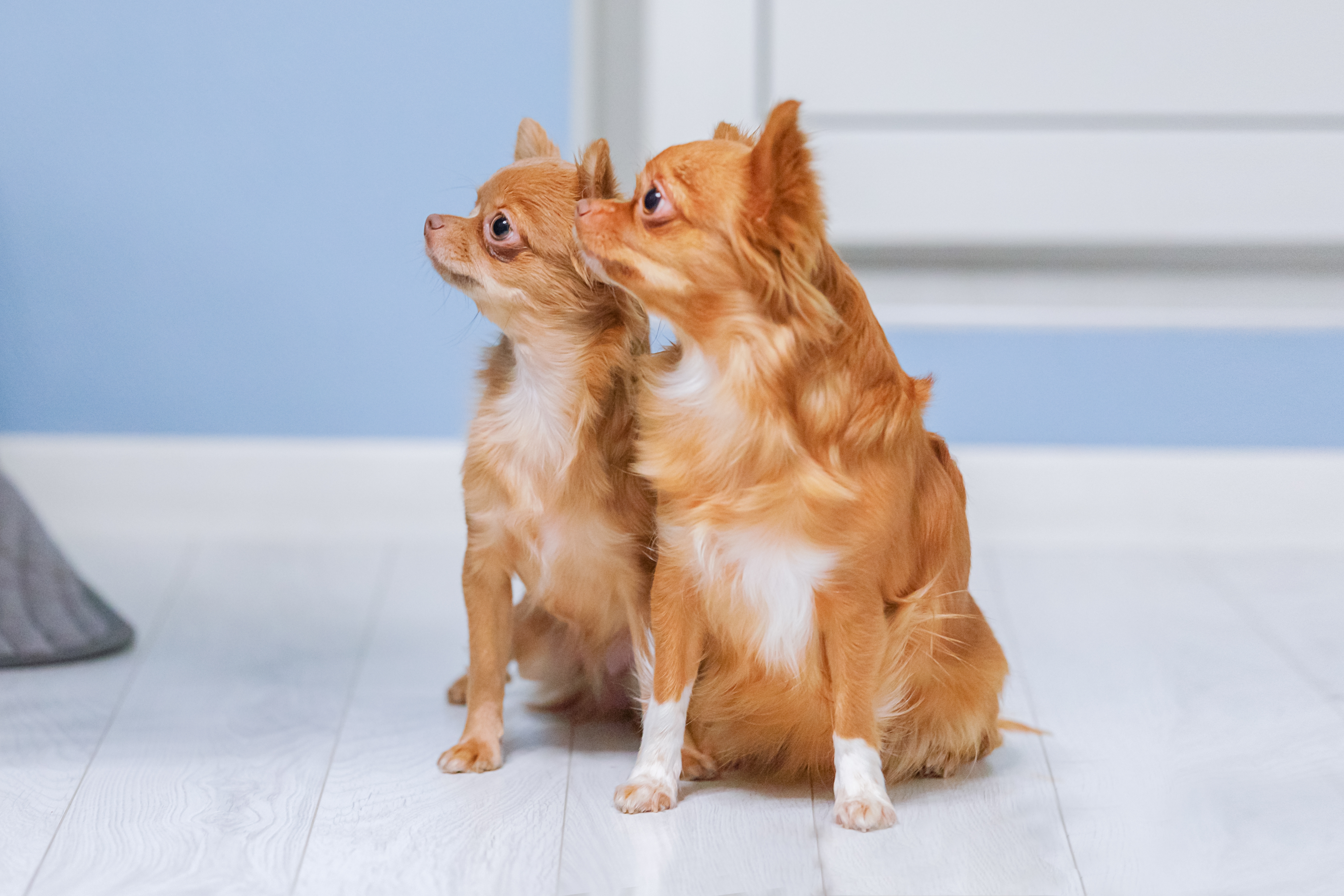 Dois cachorros chihuahua creme sentados em um piso branco olhando para o lado