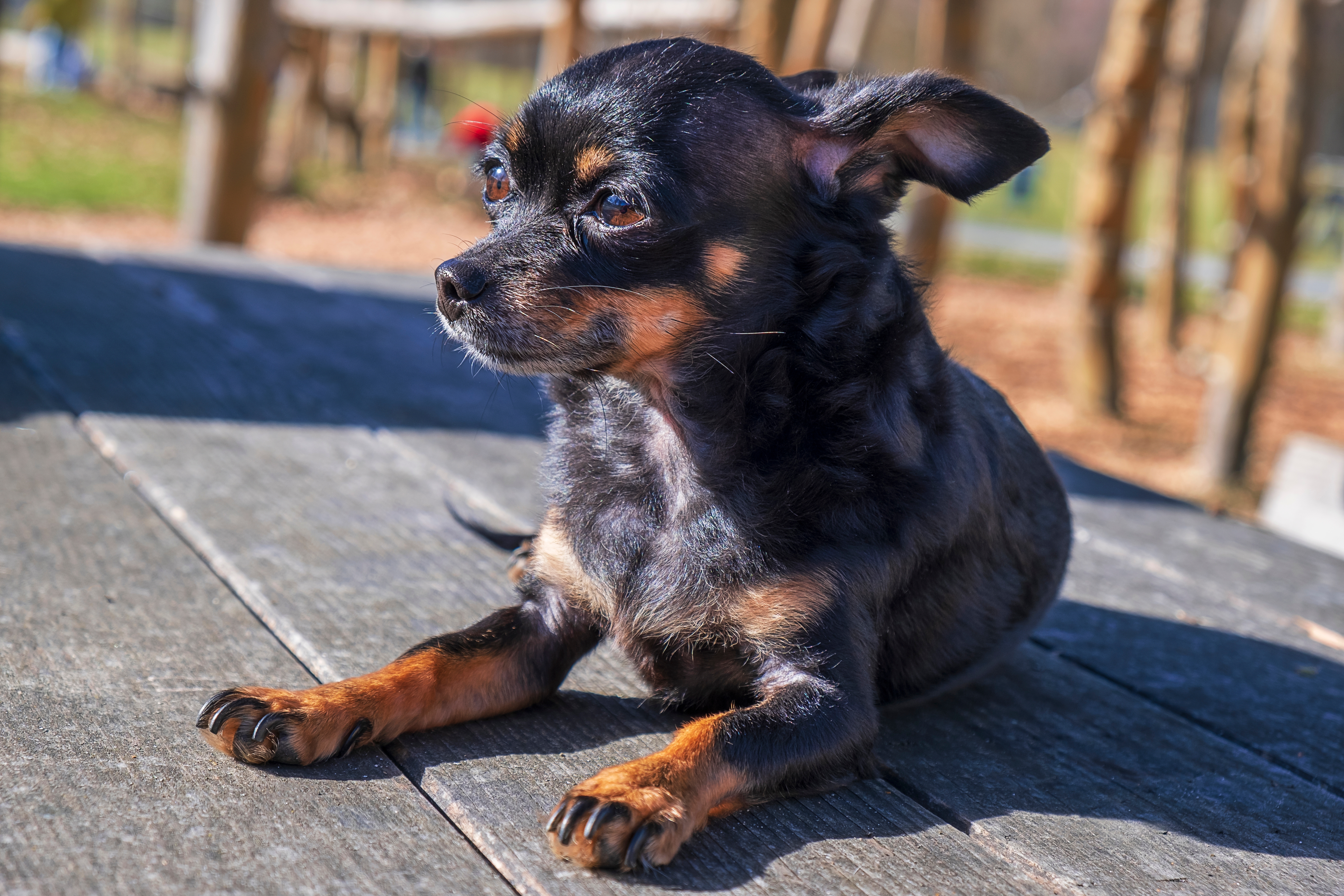 Cachorro chihuahua preto e marrom, deitado um chão de madeira