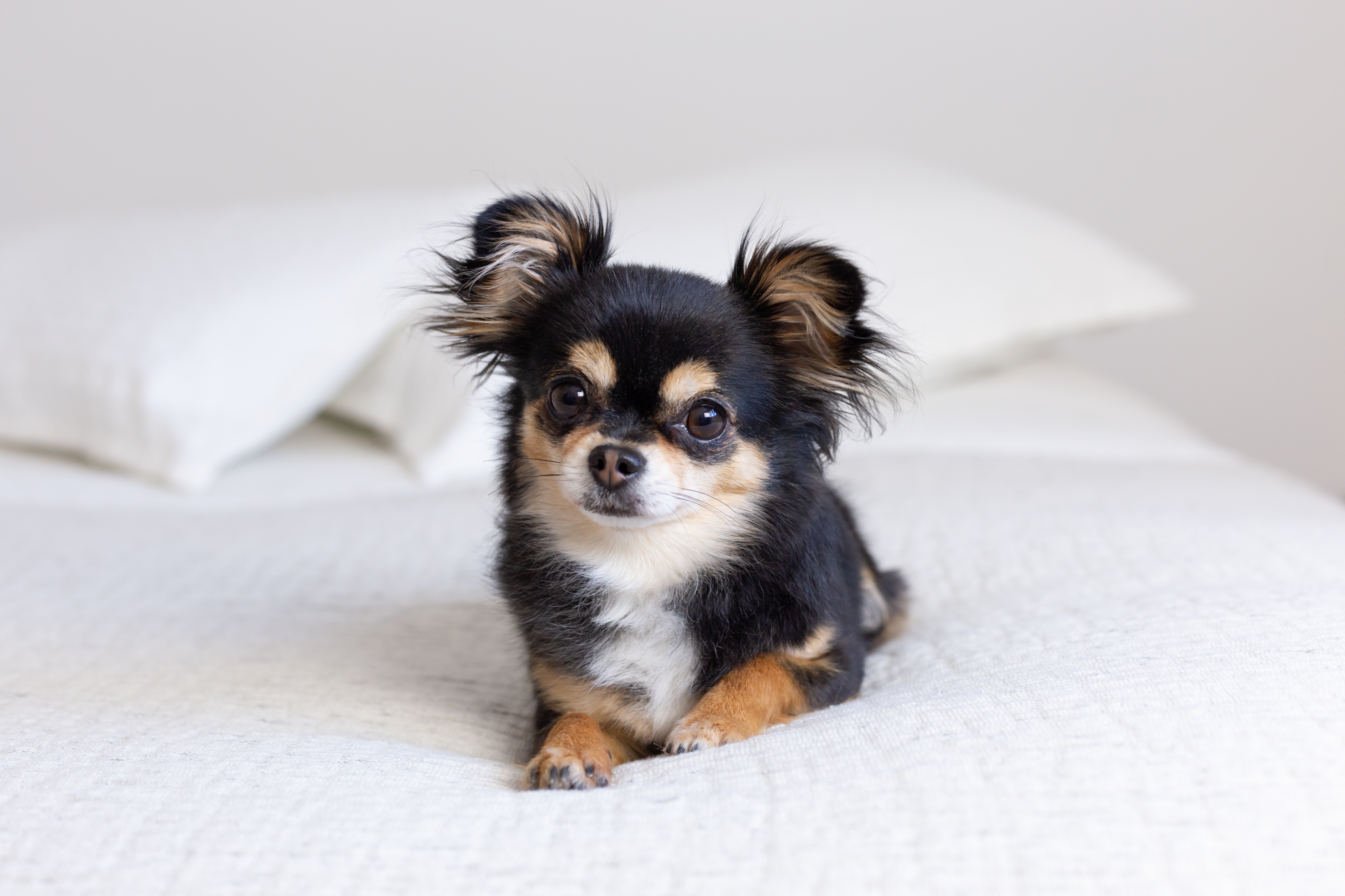 Cachorro chihuahua tricolor preto marrom e branco, deitado em uma cama