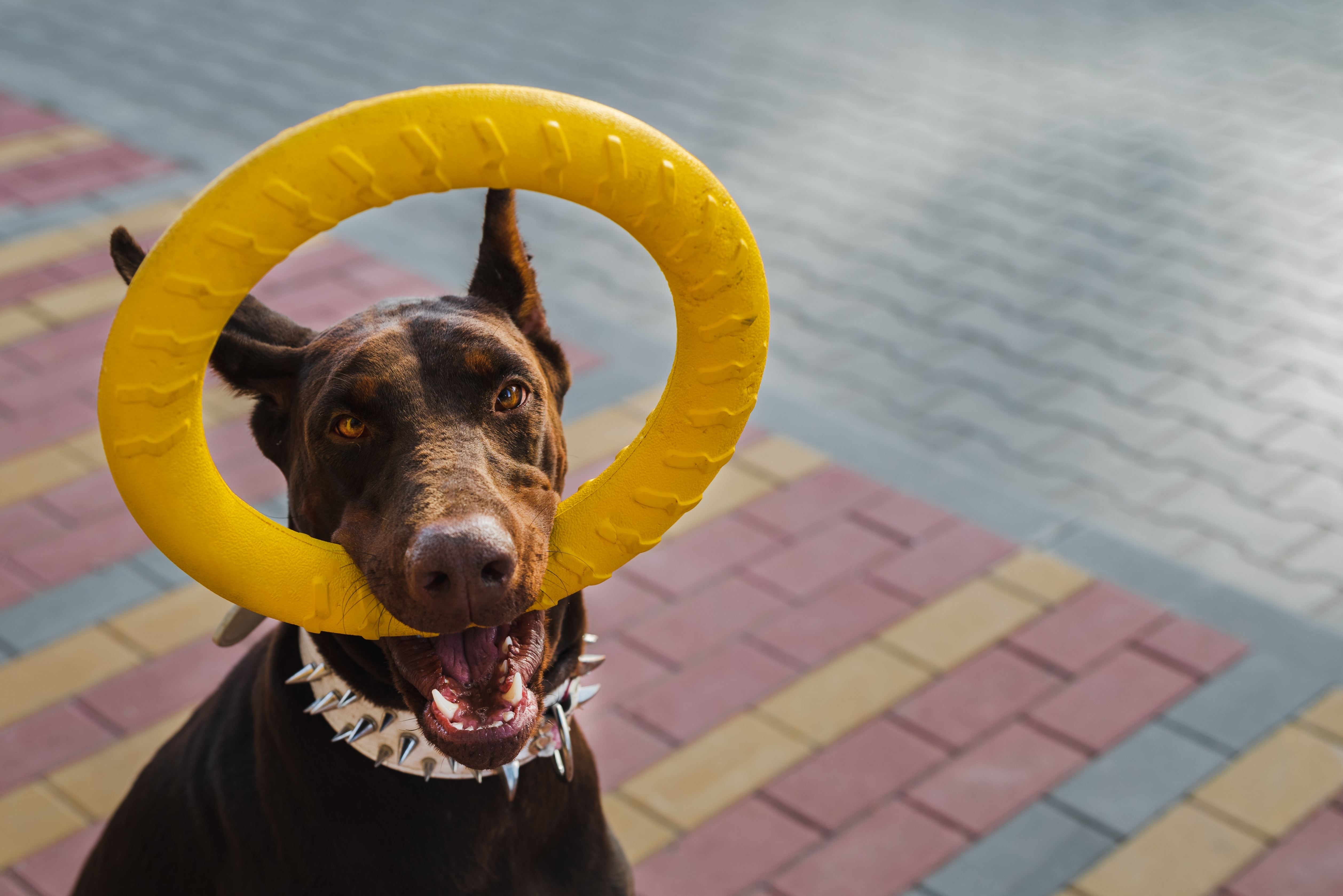 Doberman