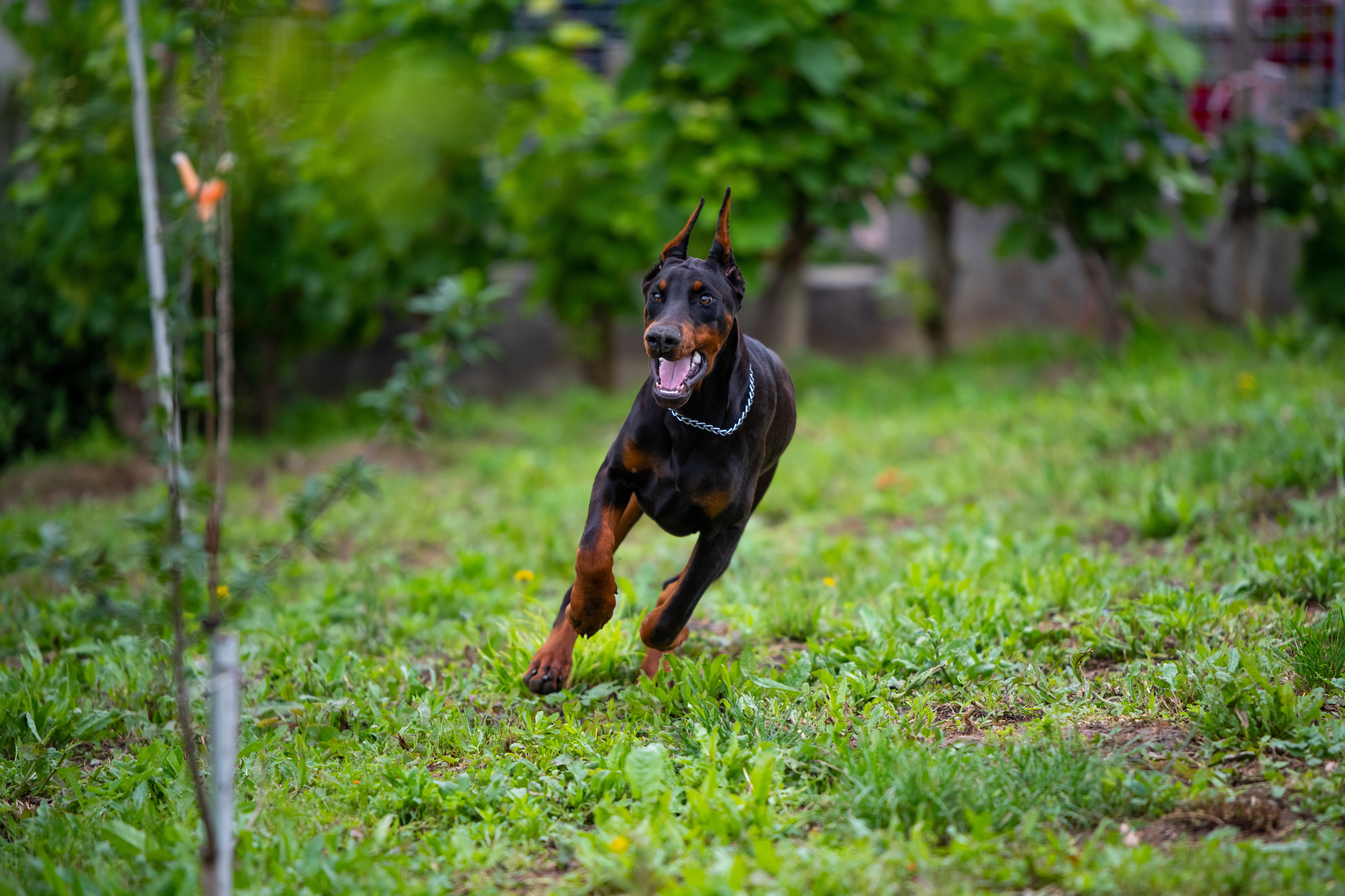 Doberman