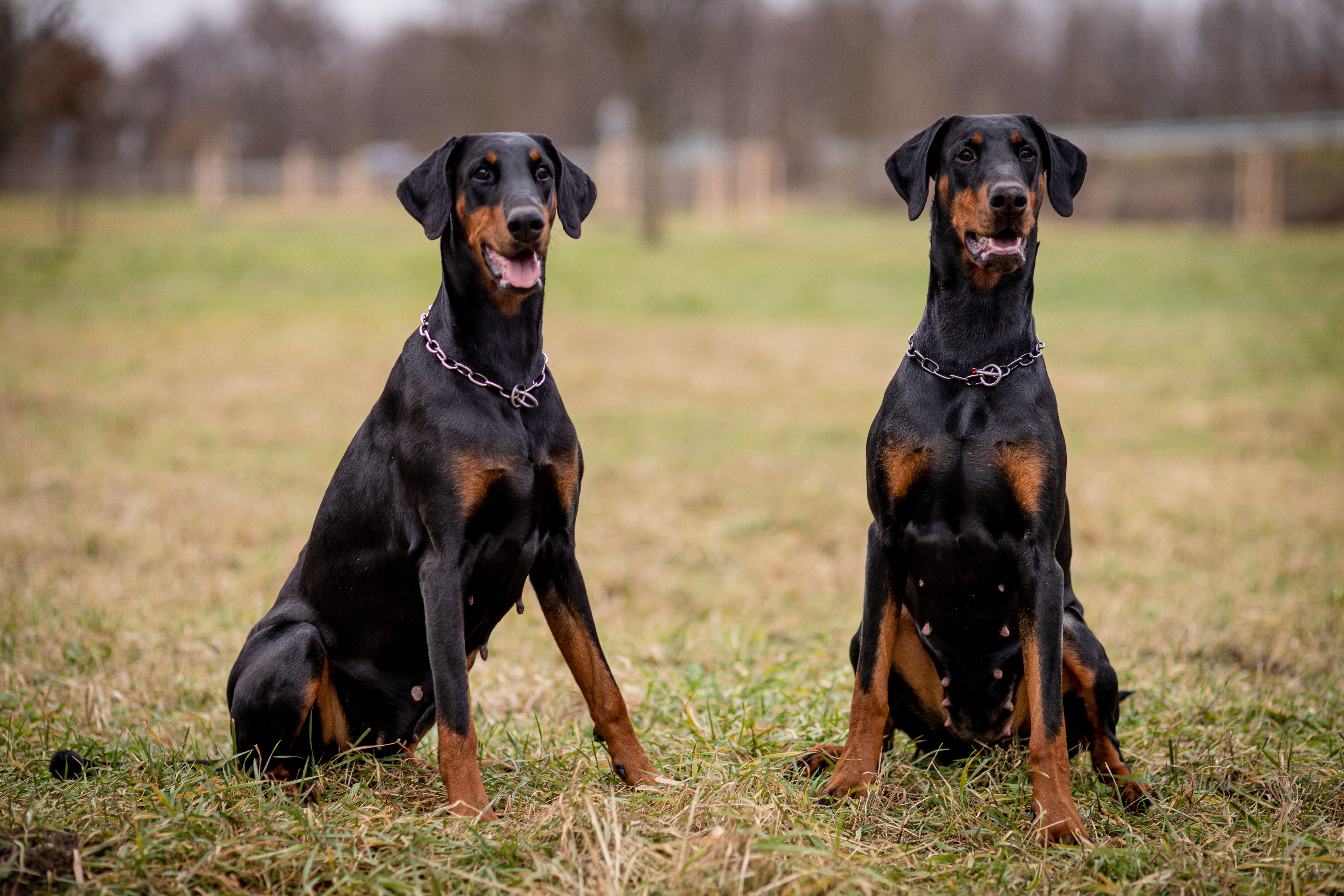 Doberman