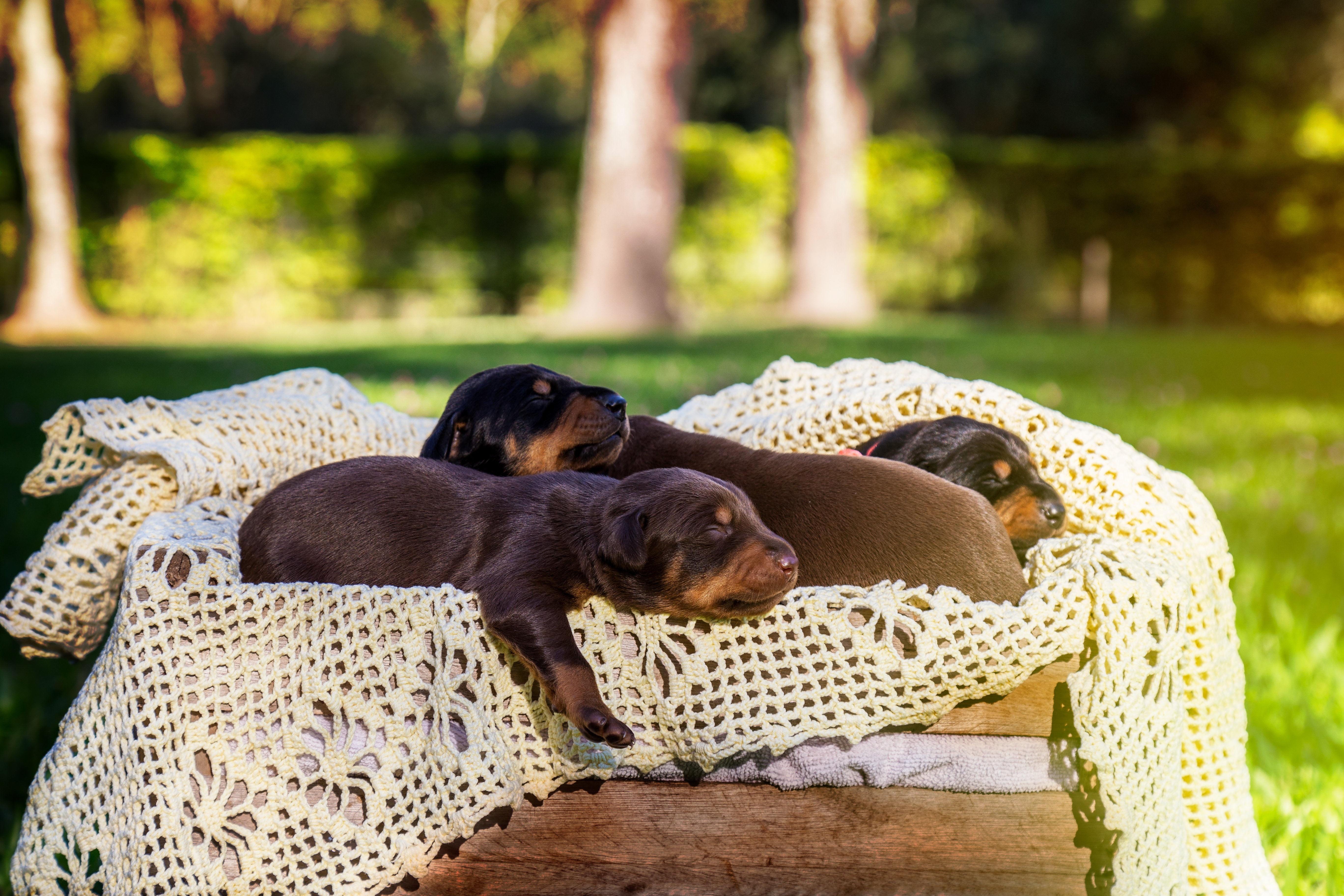 Doberman
