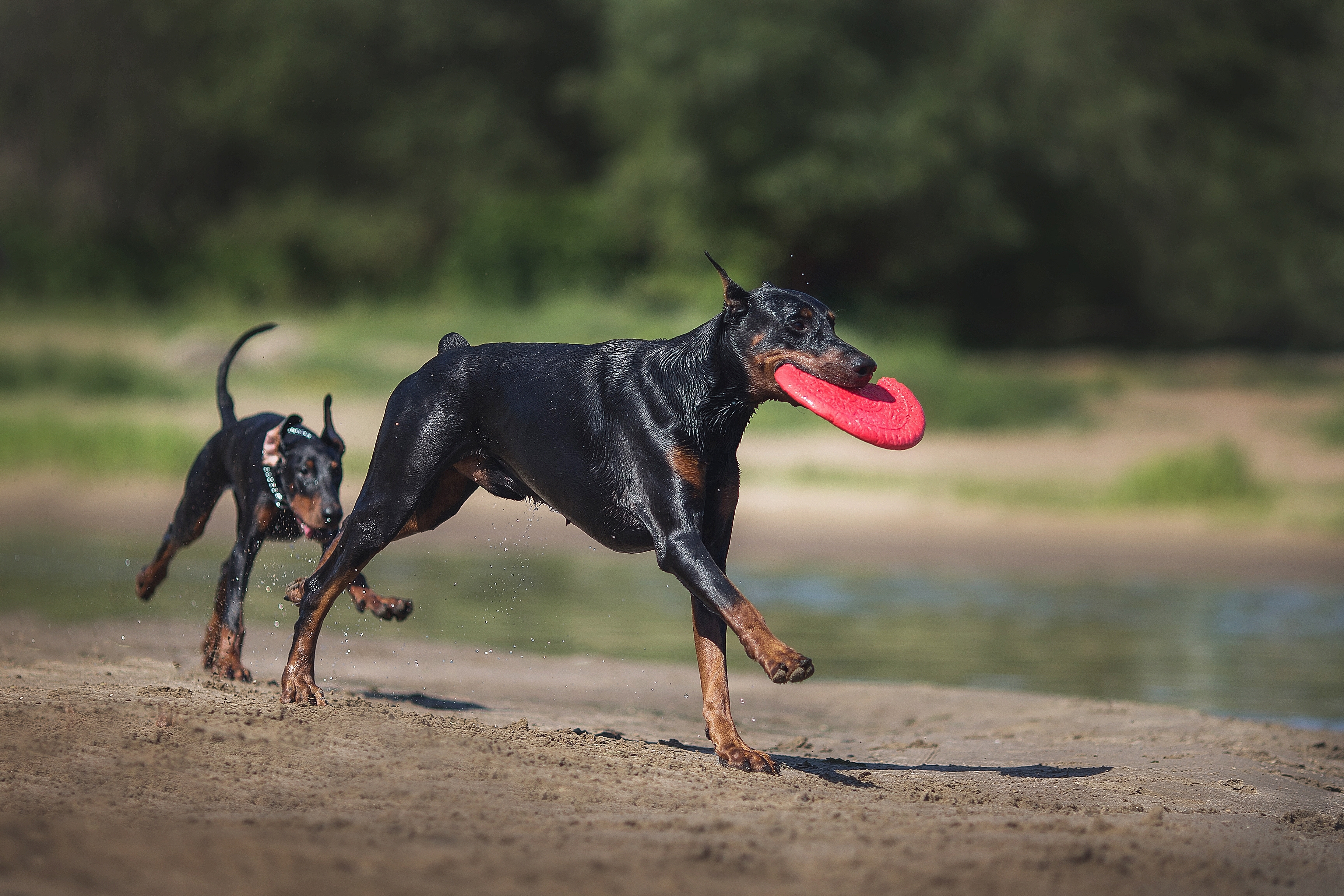 Doberman