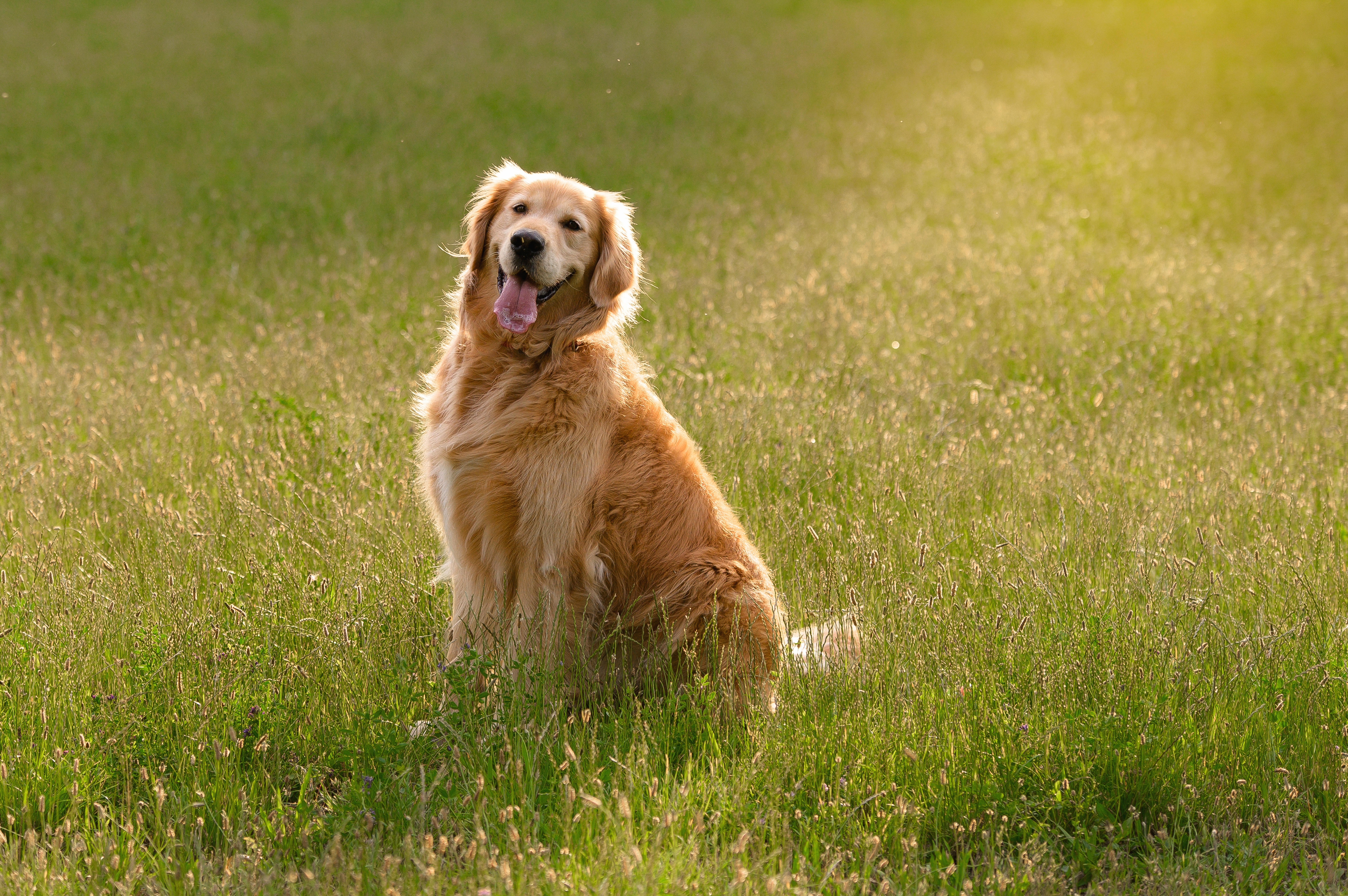 Cachorro Golden Retriever adulto sentado em um gramado