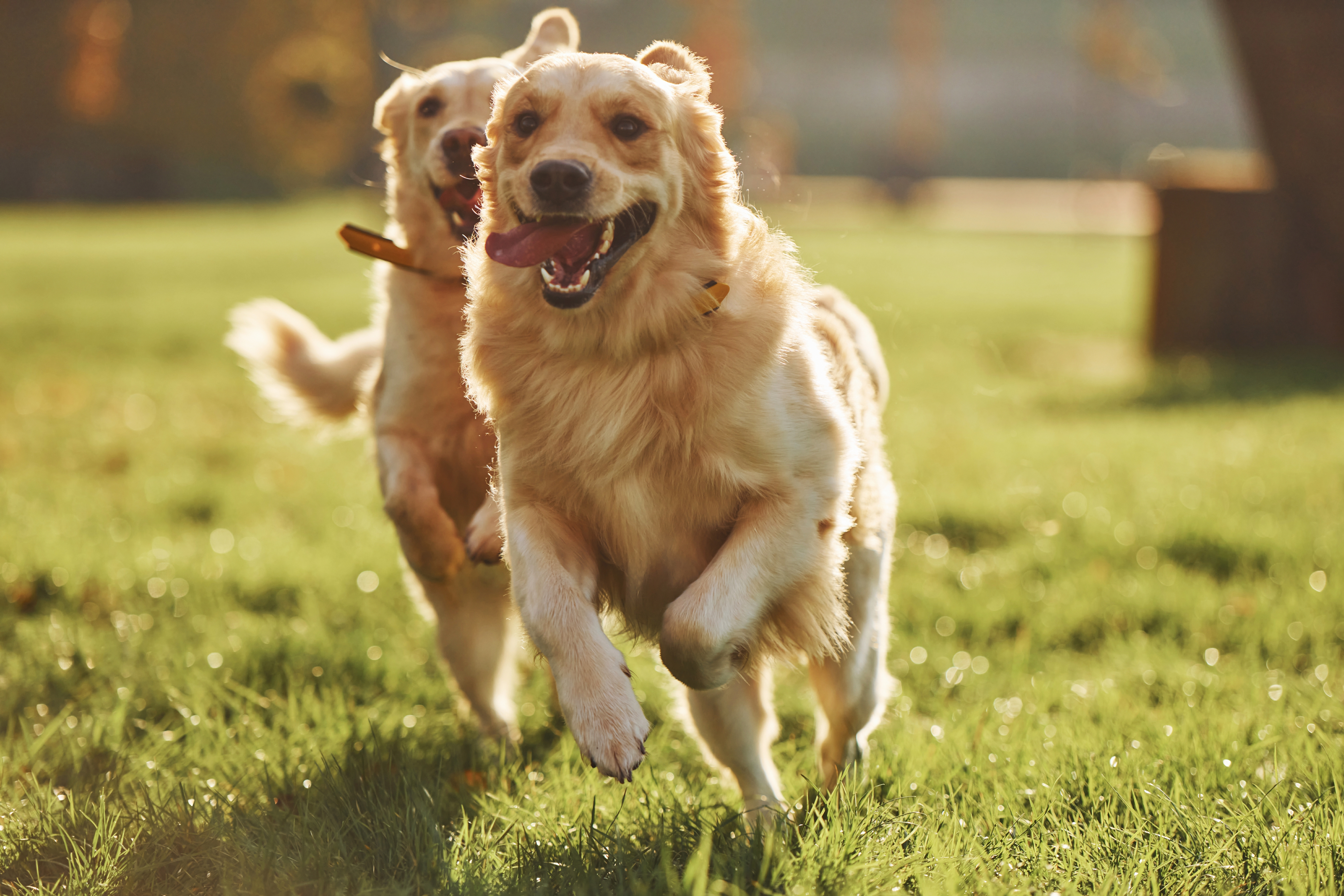 Dois cachorros Golden Retriever, correndo brincando em um parque